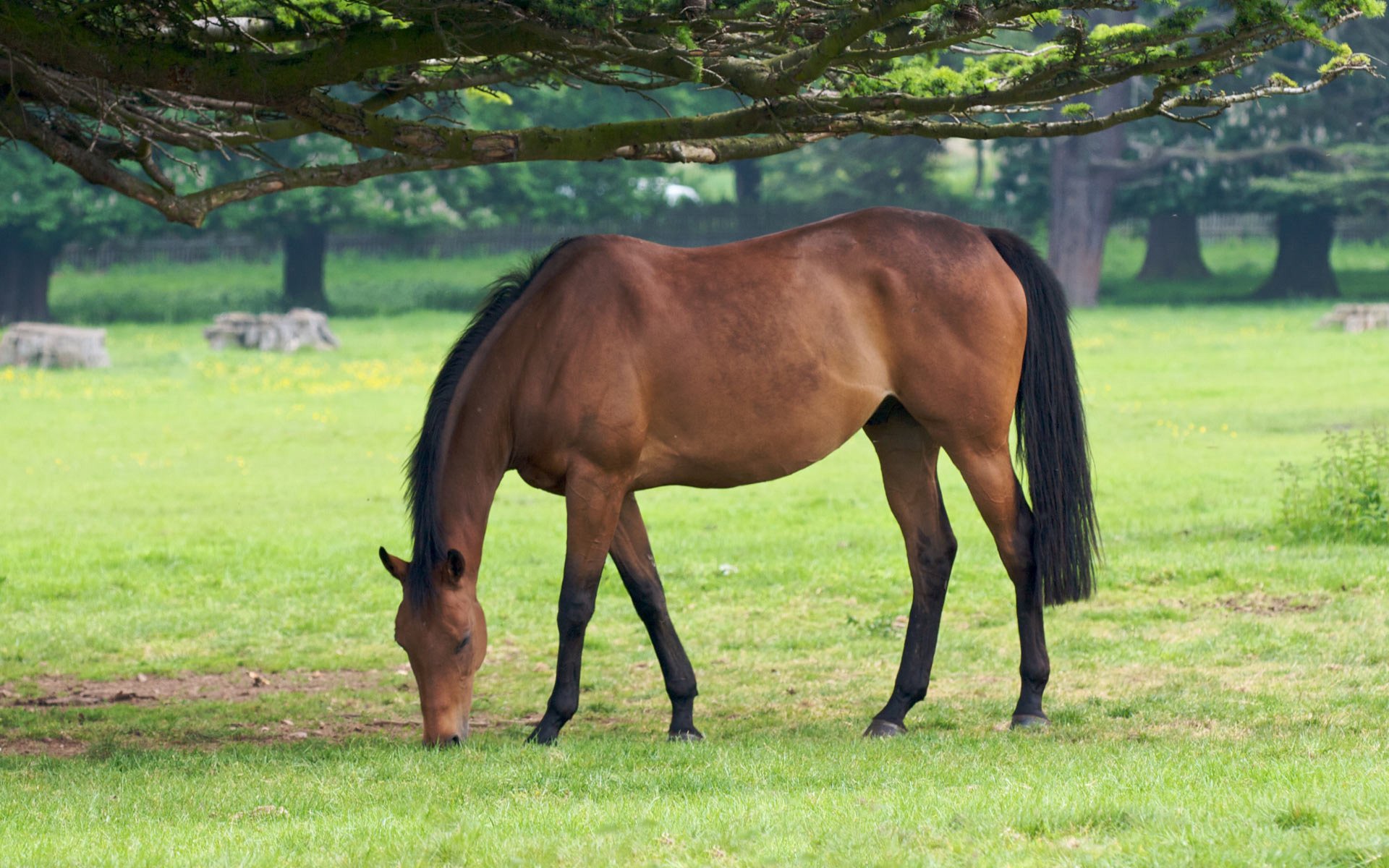 animaux chevaux chevaux cheval cheval pâturage herbe arbre arbres photo fond d écran ongulés nid