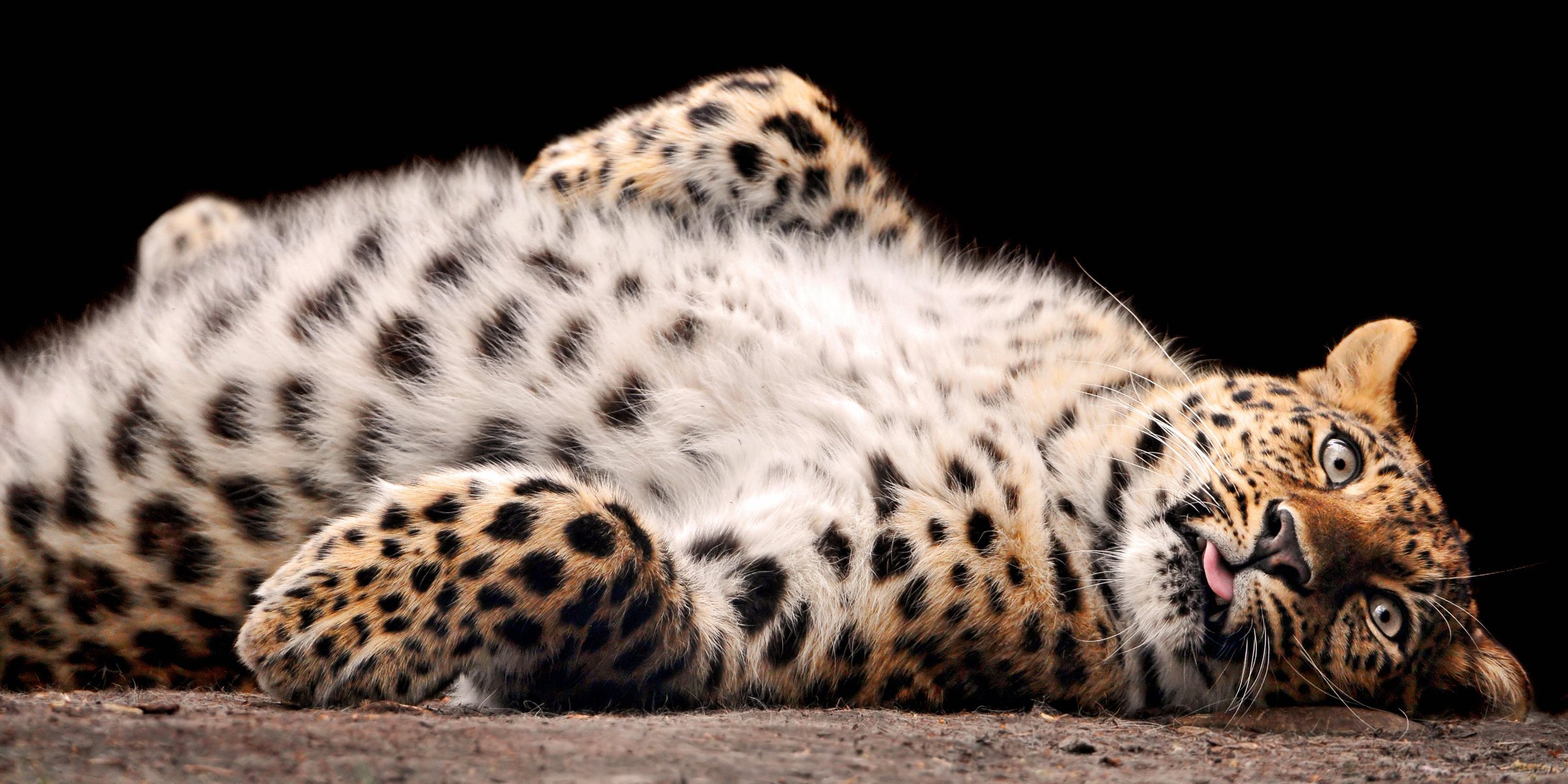 leopardo abdomen peludo animales depredadores felinos mirada