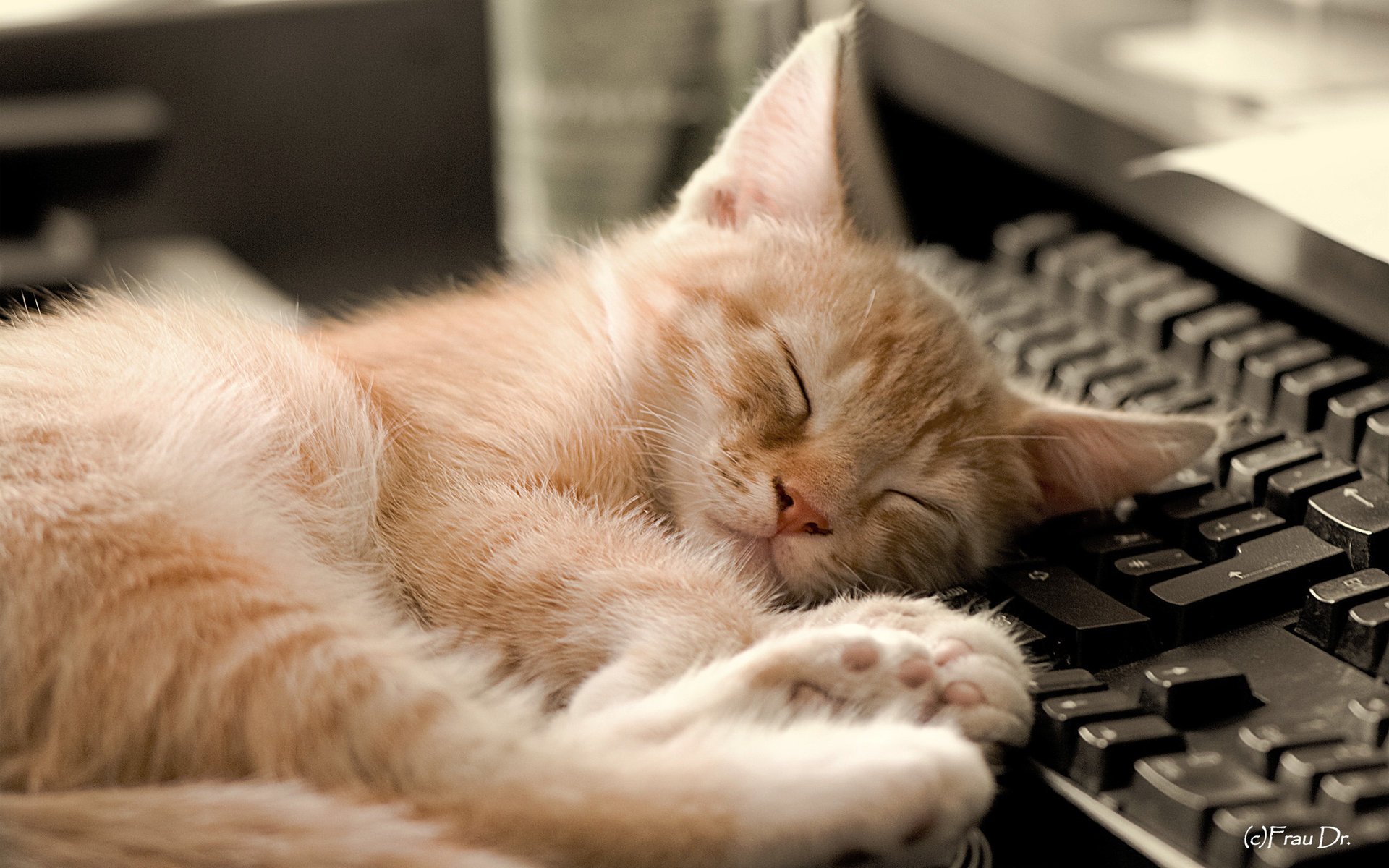 sonno gatti sfondo tastiera animali computer felino