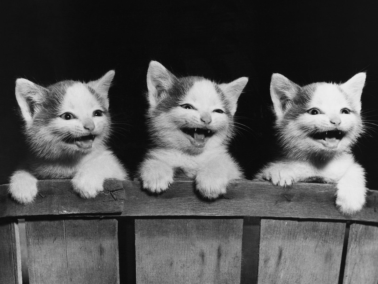 kittens cats board animals cat look eyes mediocrity black and white smile teeth black background the dark background