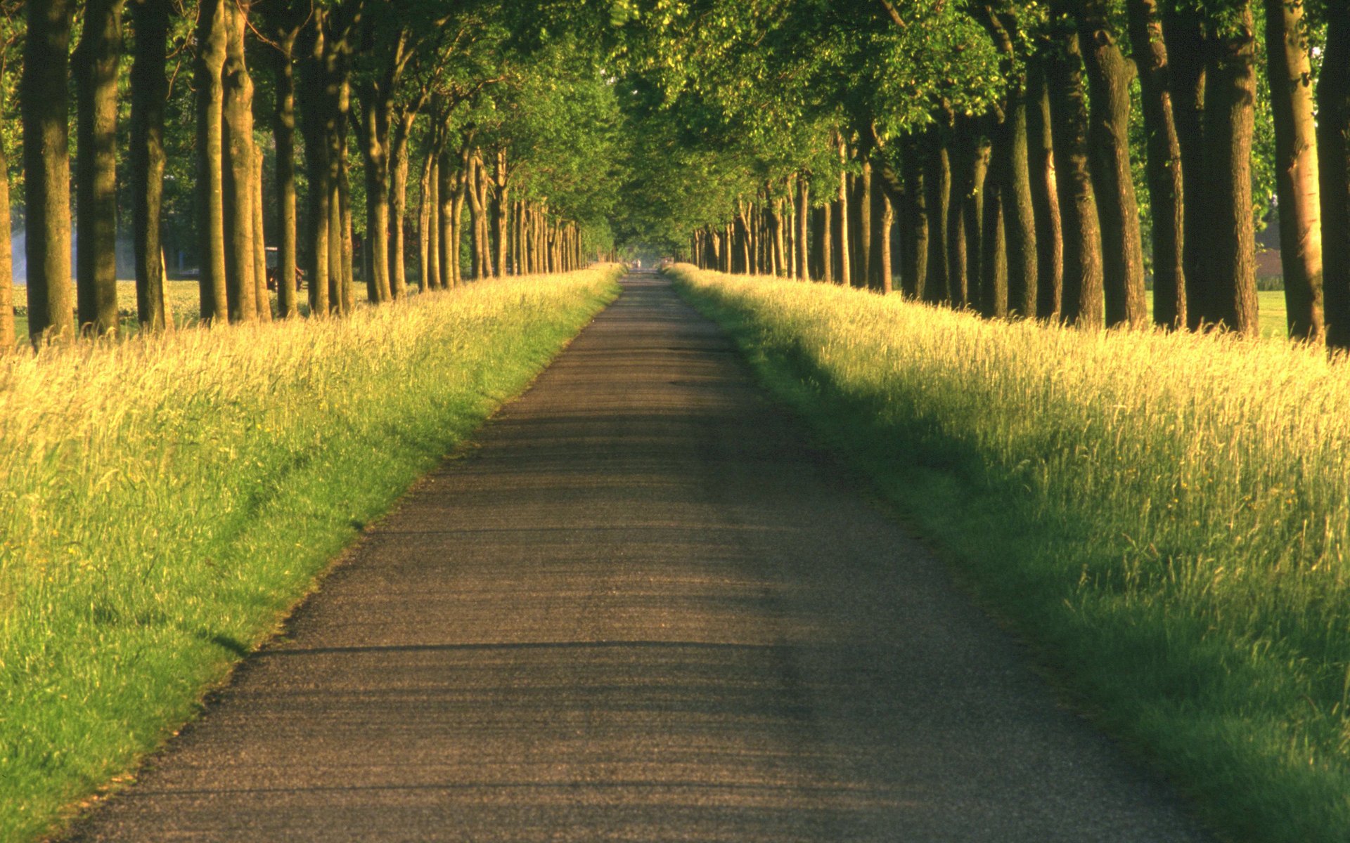 straße landschaften gasse weg straßen gassen wege natur baum bäume schöne hintergrundbilder ferne wald gras straßenrand