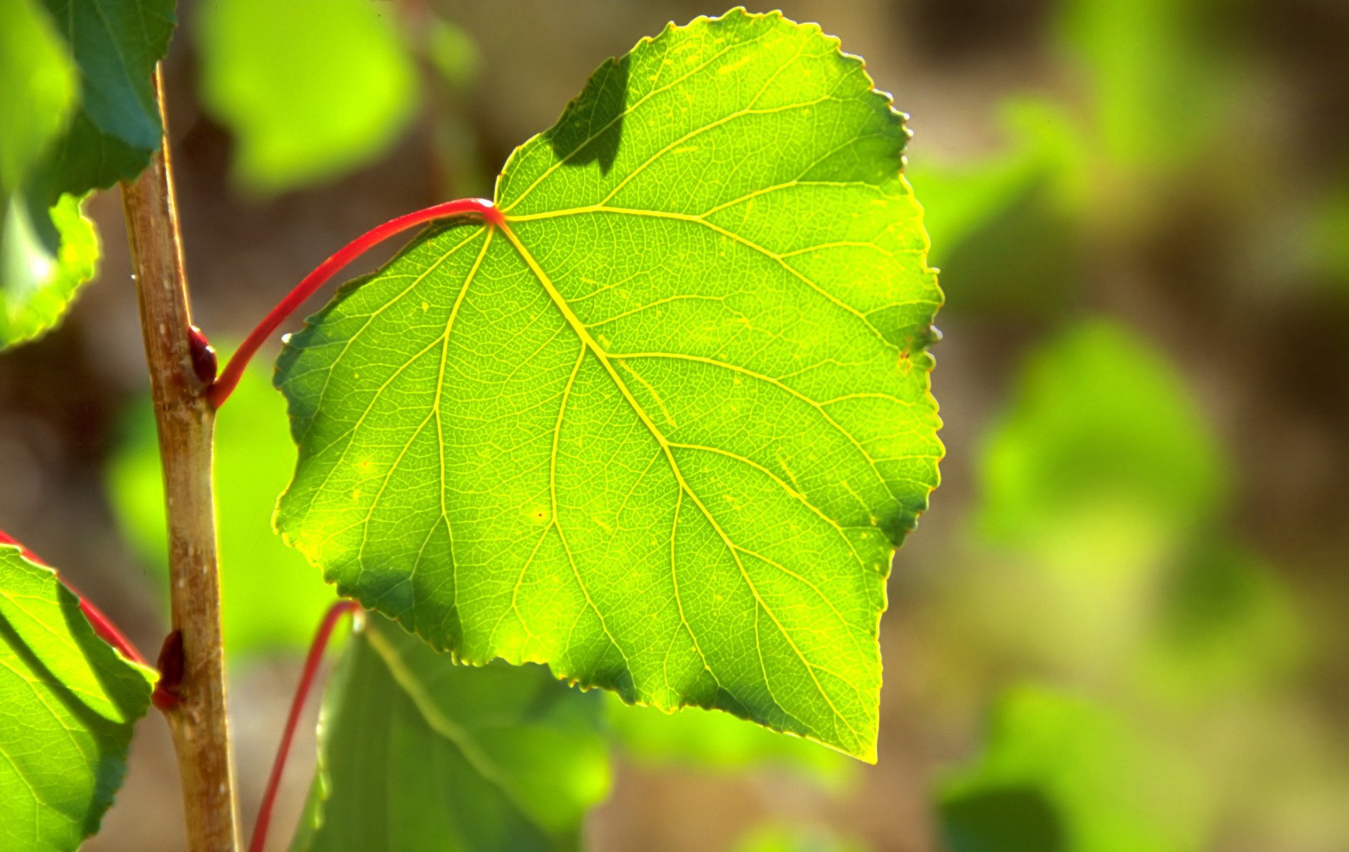 tiglio foglia primavera verde sole luce abbagliamento foresta