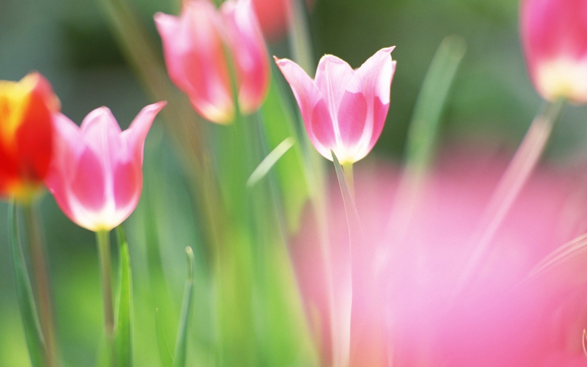 natura fiori primavera tulipani luminosità vernici colori sfocatura foglie verde campo