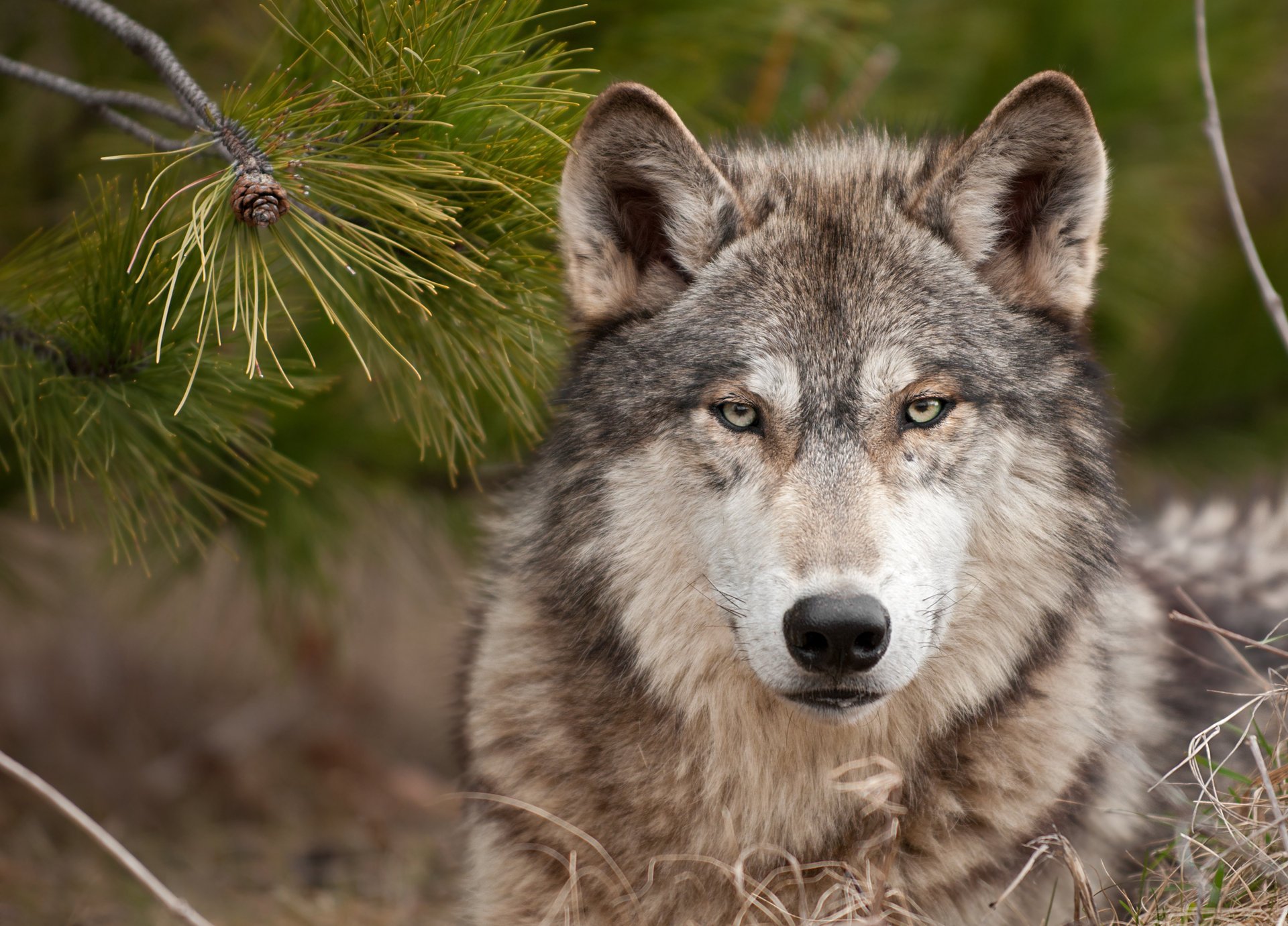 vista dura lobo lobo depredador bosque hierba árbol de navidad bestia vista