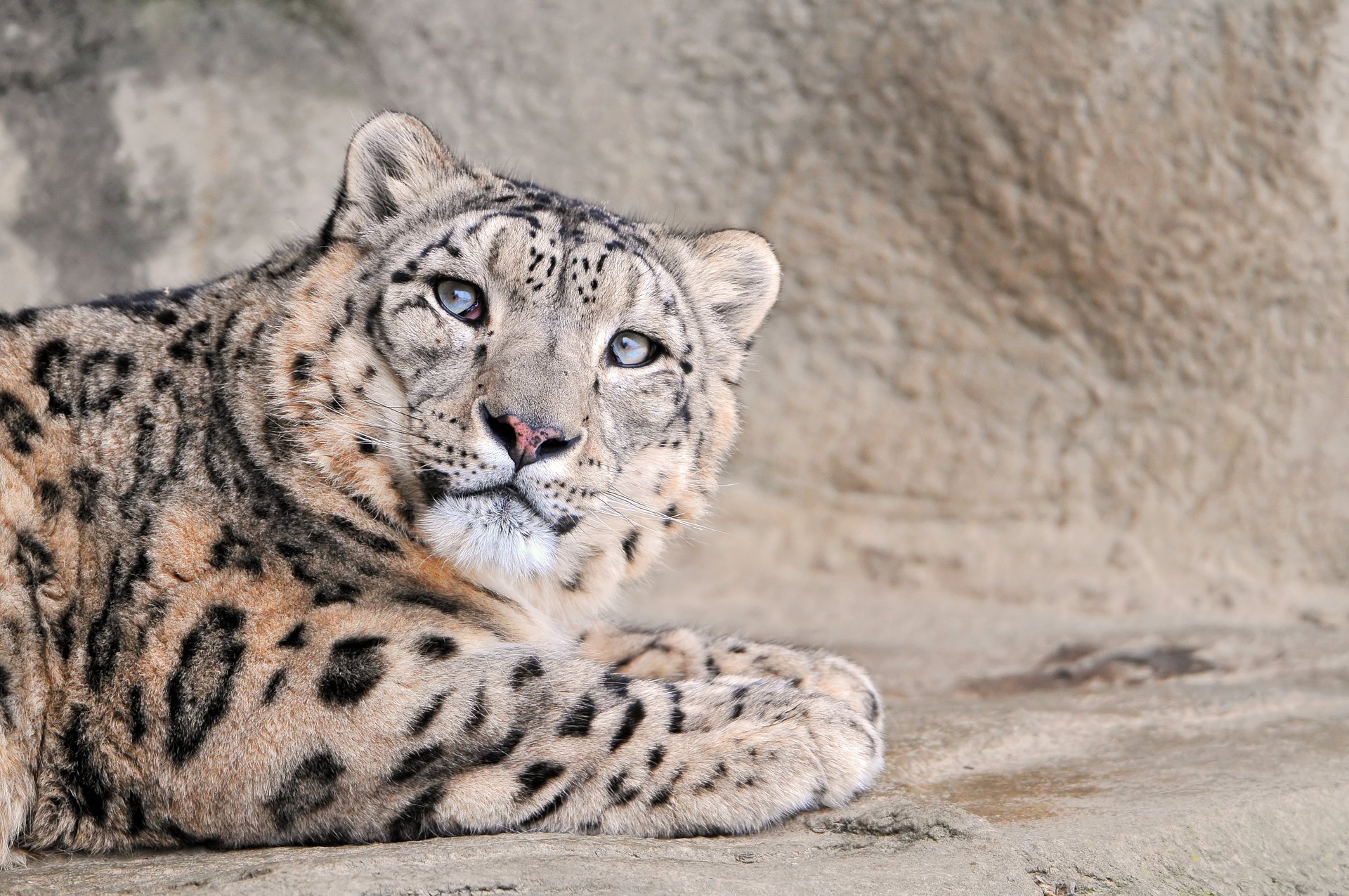 leopard schneeleopard groß katze snow leopard tiere raubtiere blick katze augen irbis