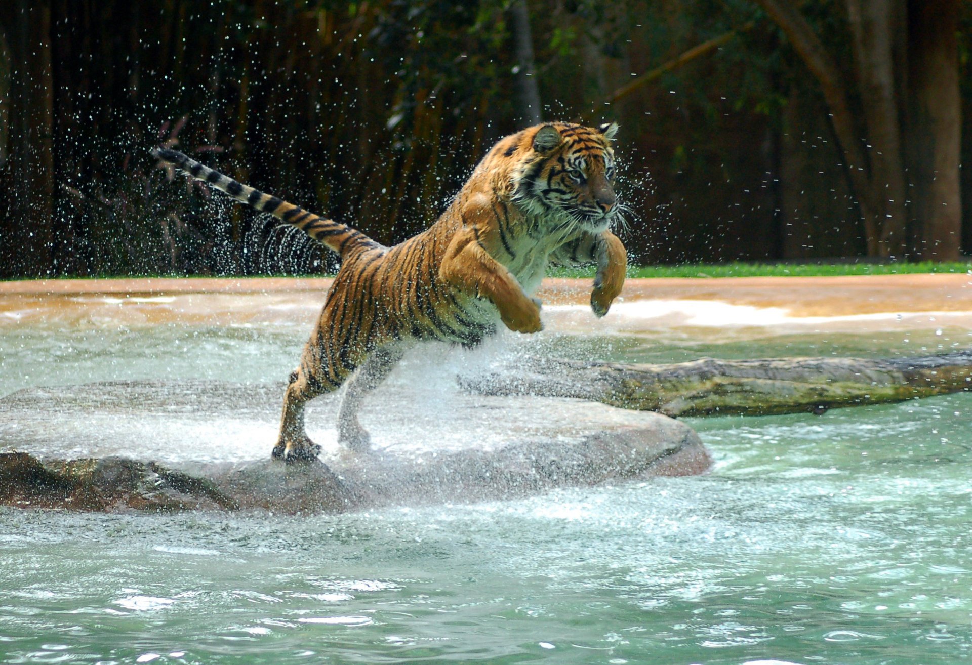 tigre animal poderoso tigre agua salto salto agua pata animales depredadores felinos