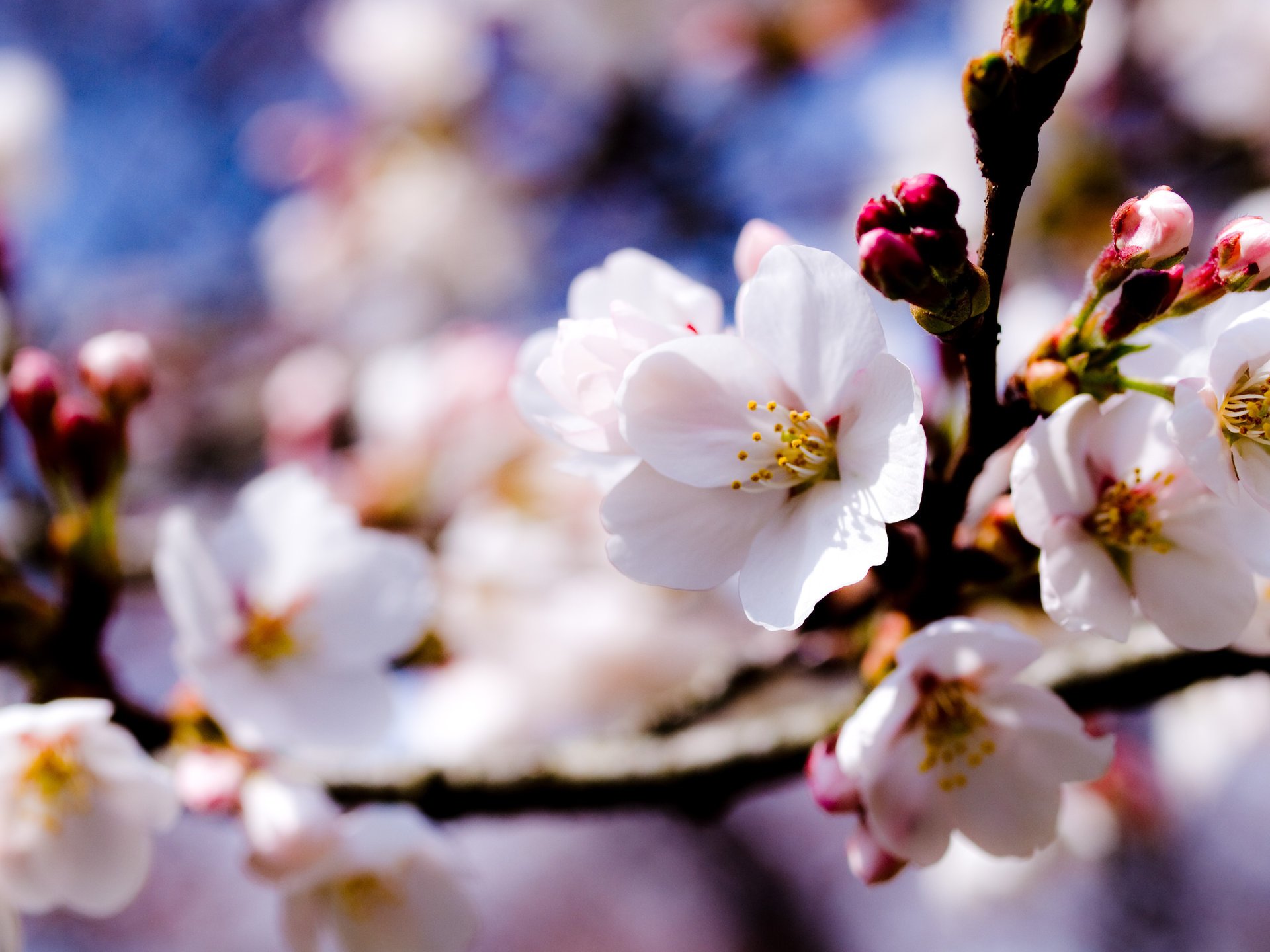 flowers white apple branches trees the sky spring