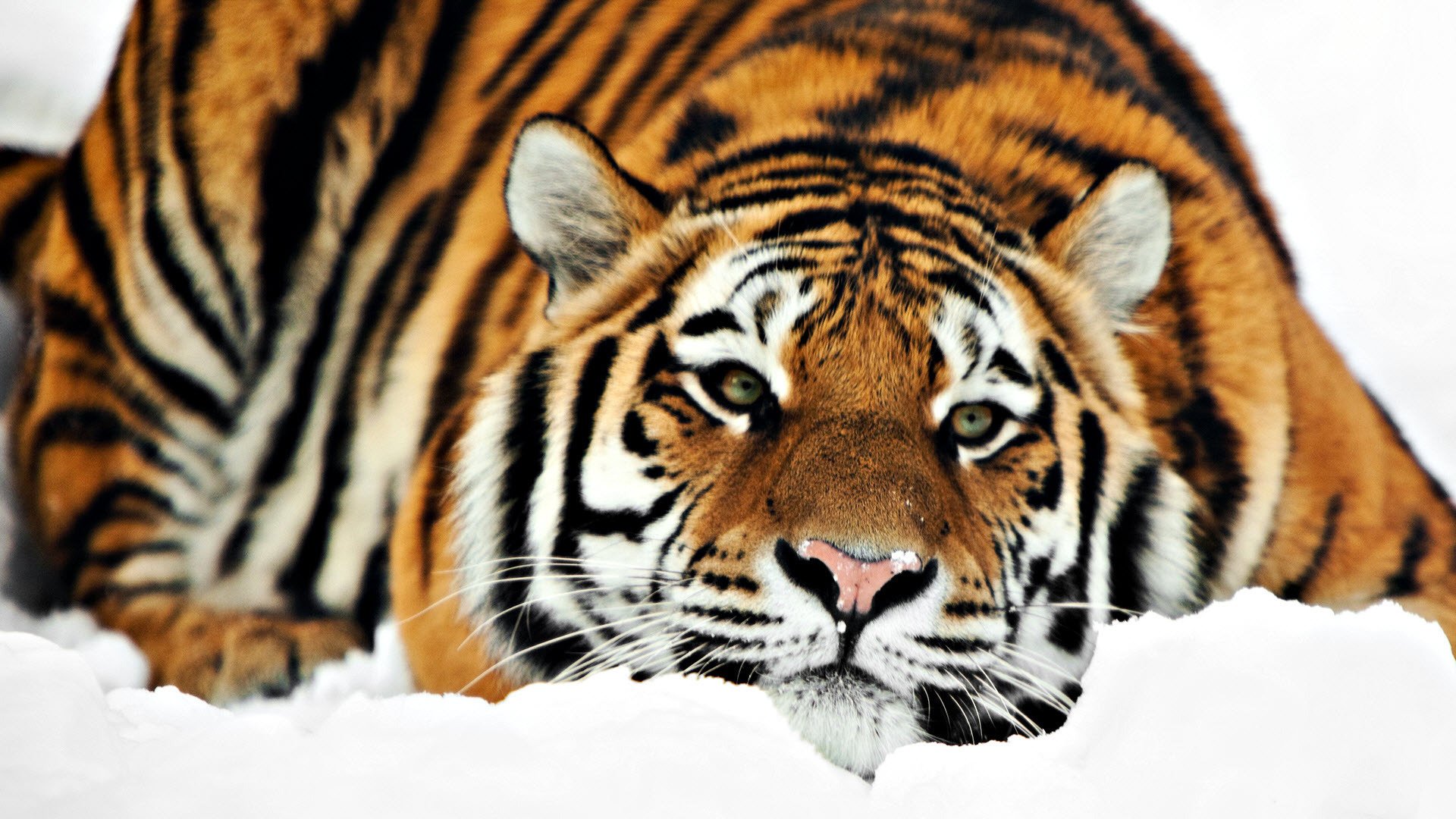 tiger lies winter snow animals predators look cat eye