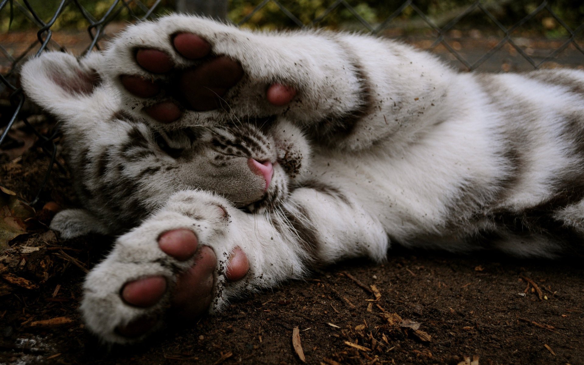 tiger painting paws the fence animals predators sleep cat