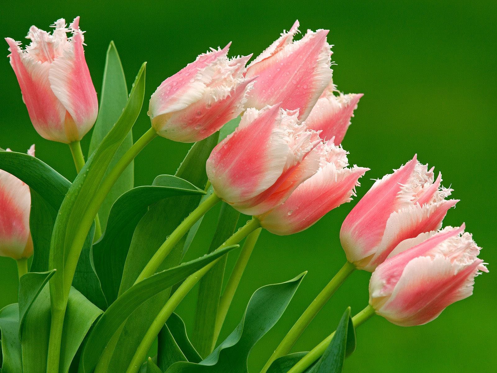 rose panaché tulipes bouquet verdure