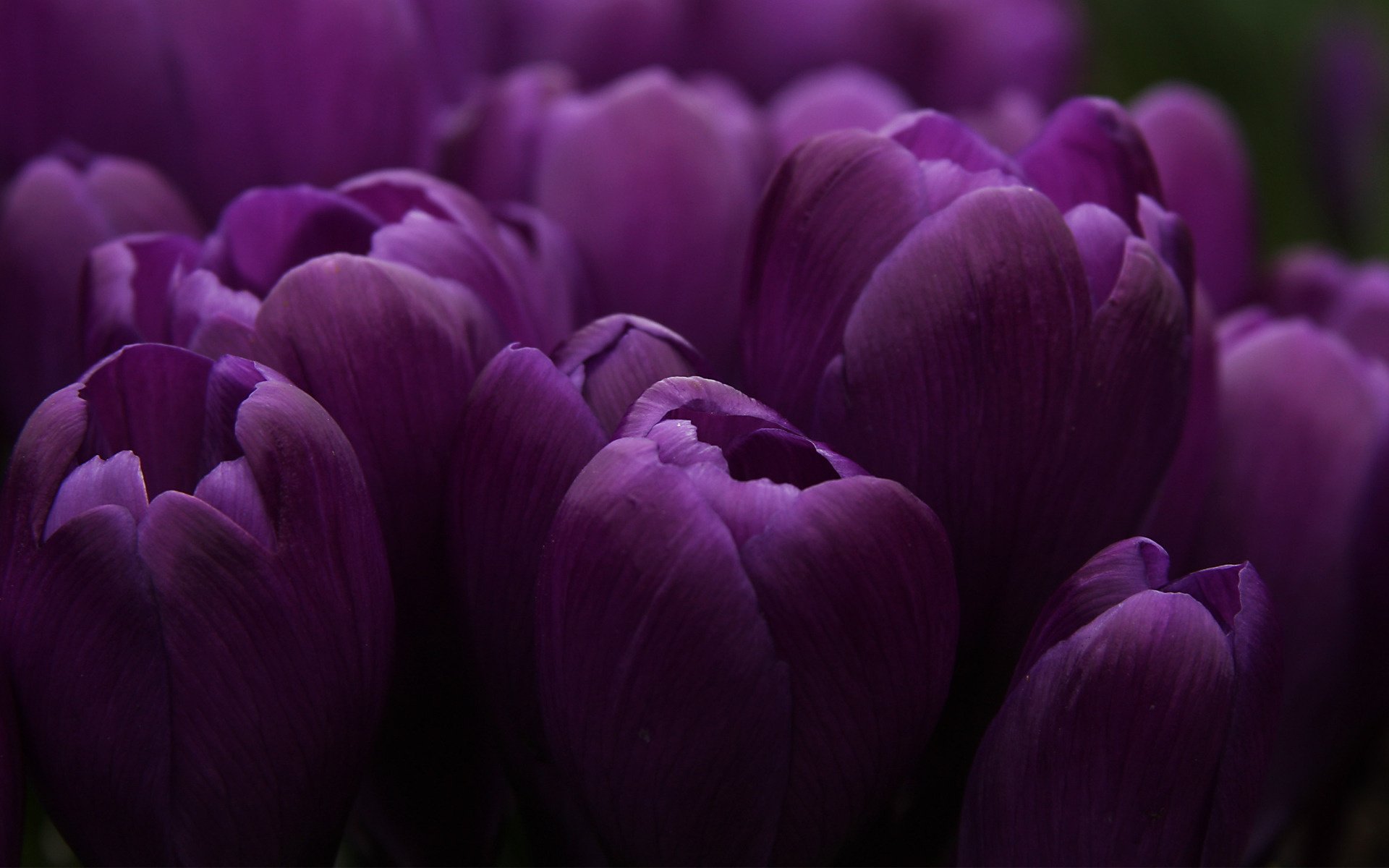 tulipani fiori bocciolo molto lilla natura bouquet