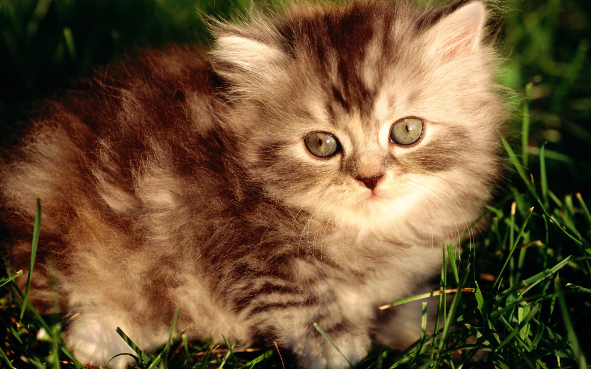 grey kitten fluffy striped animals look kittens cat eye