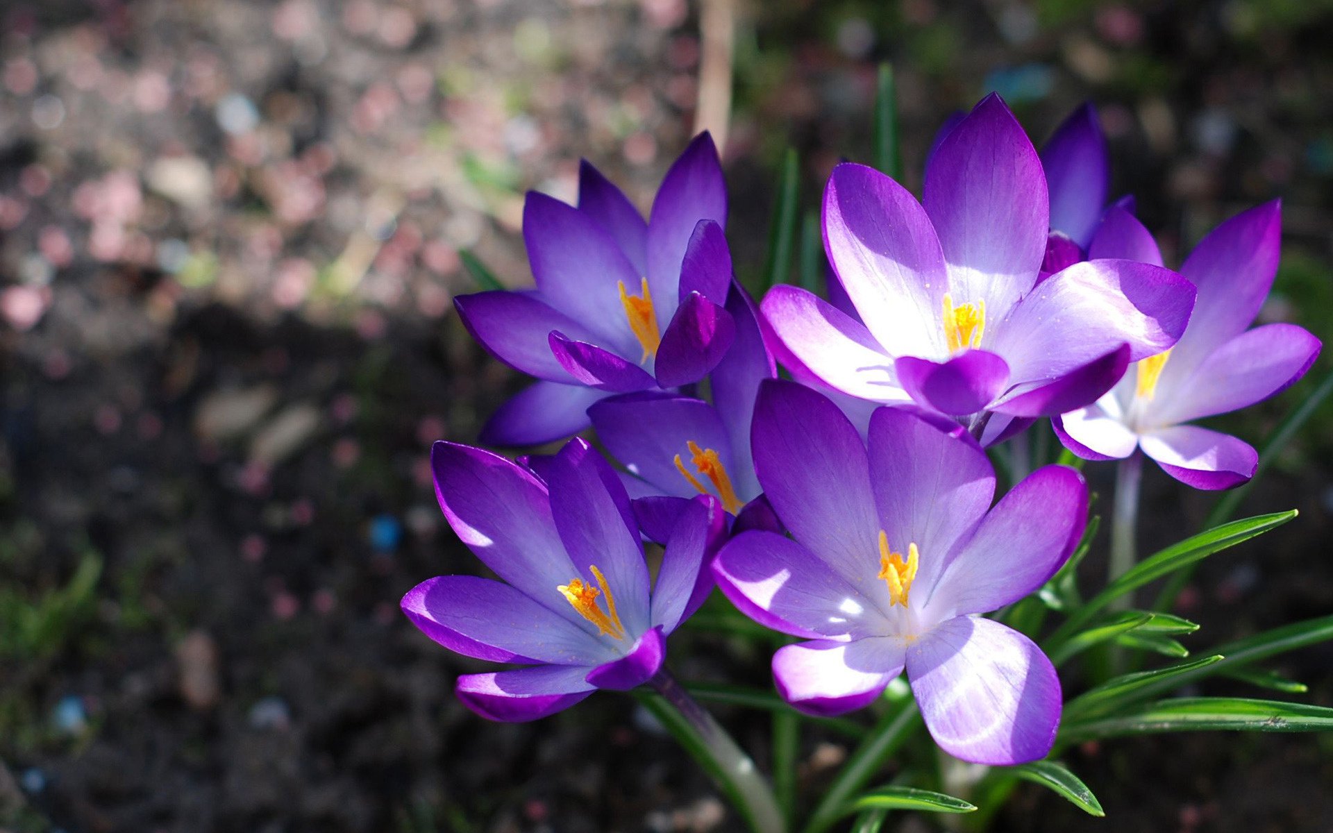 blumen krokusse primel blumenstrauß natur frühling makro