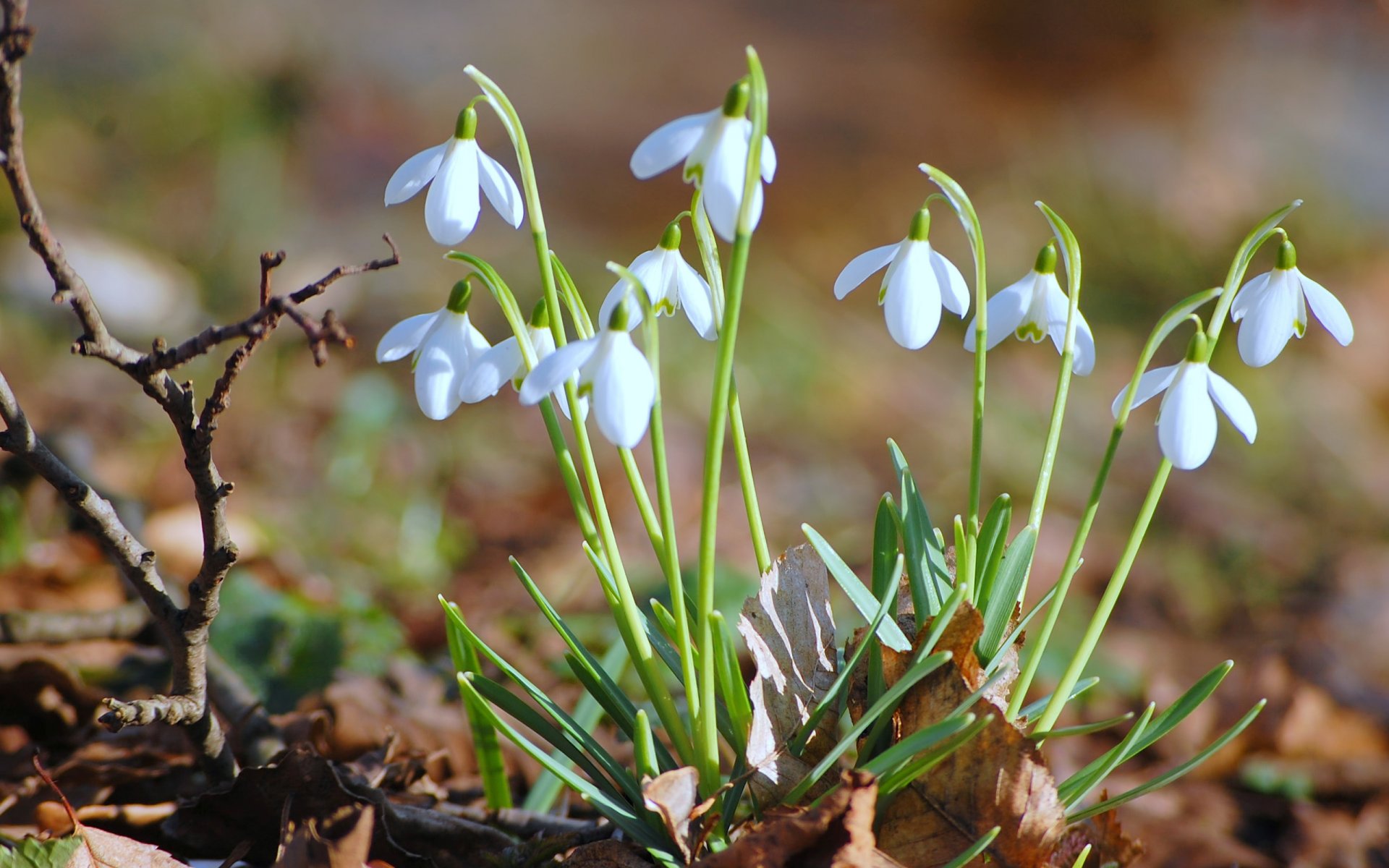 schneeglöckchen blumen primeln laub trocken blätter zweig frühling makro