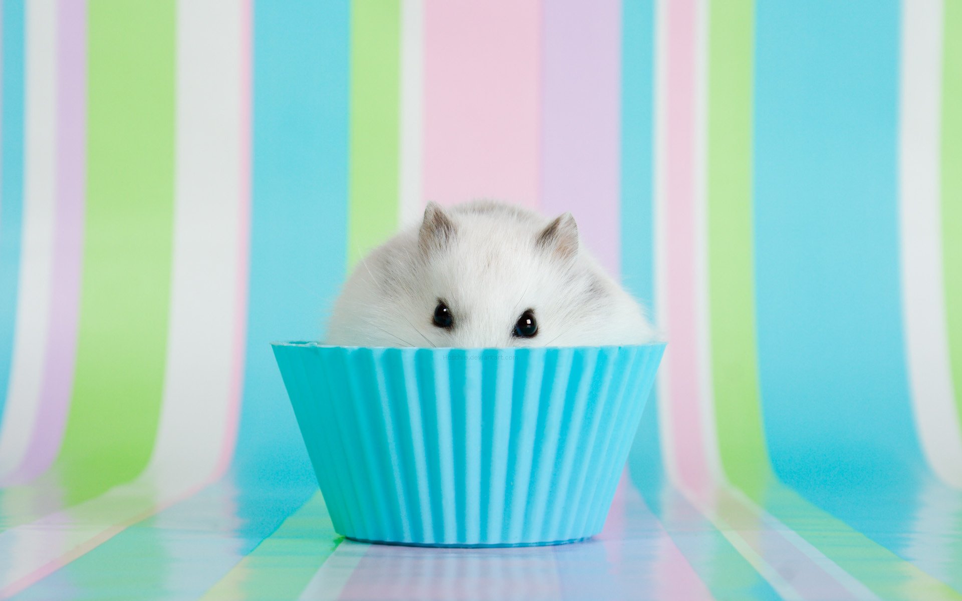 hamster bowl eyes ears rodents background rainbow look