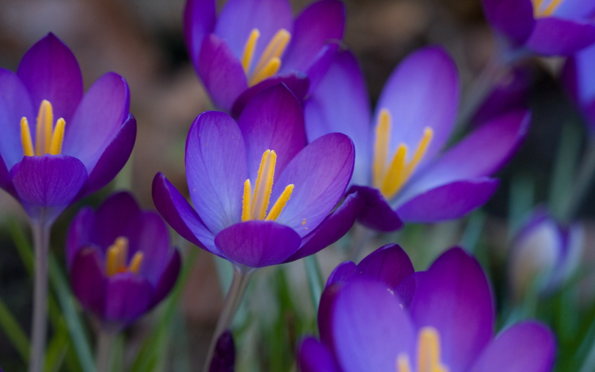 flowers crocuses primrose purple purple spring macro field