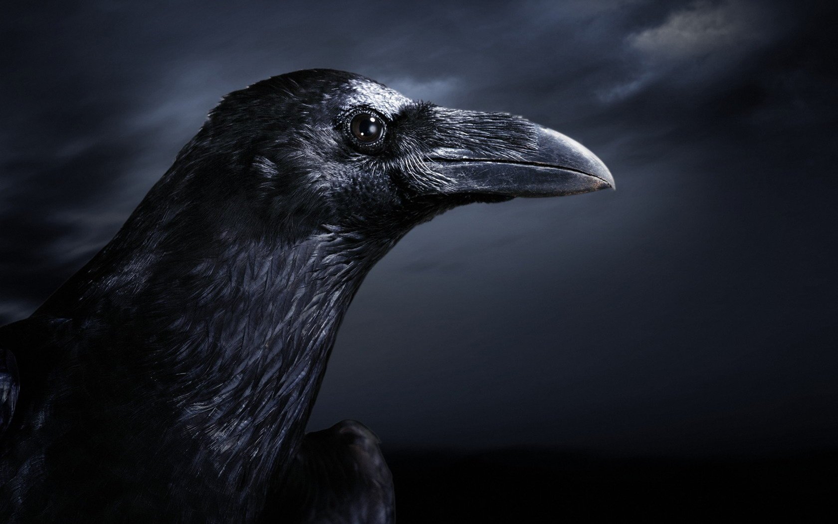 night bird raven background clouds darkness beak eyes black and white bird