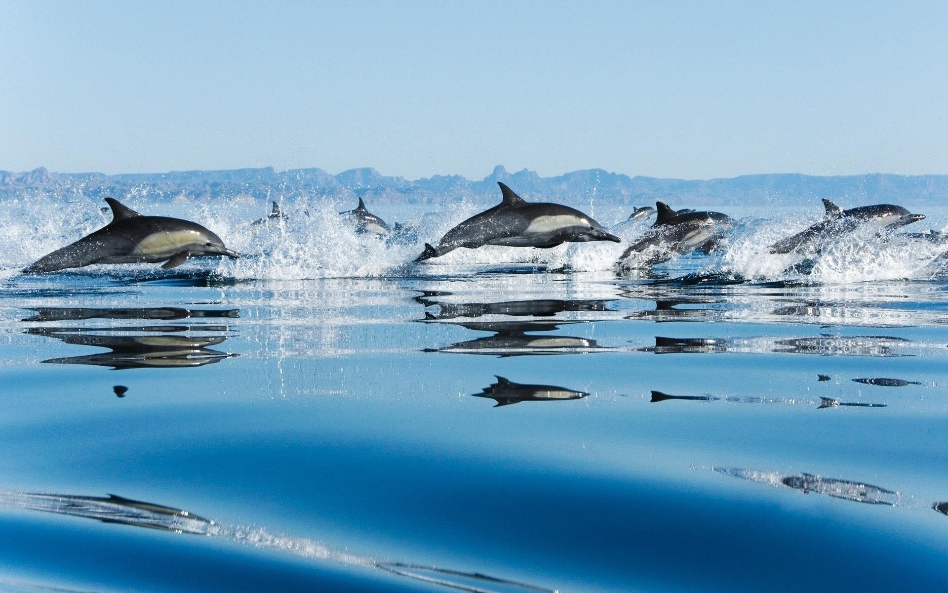 gregge delfini mare salto spruzzi gocce velocità acqua cielo uccelli acquatici mondo sottomarino