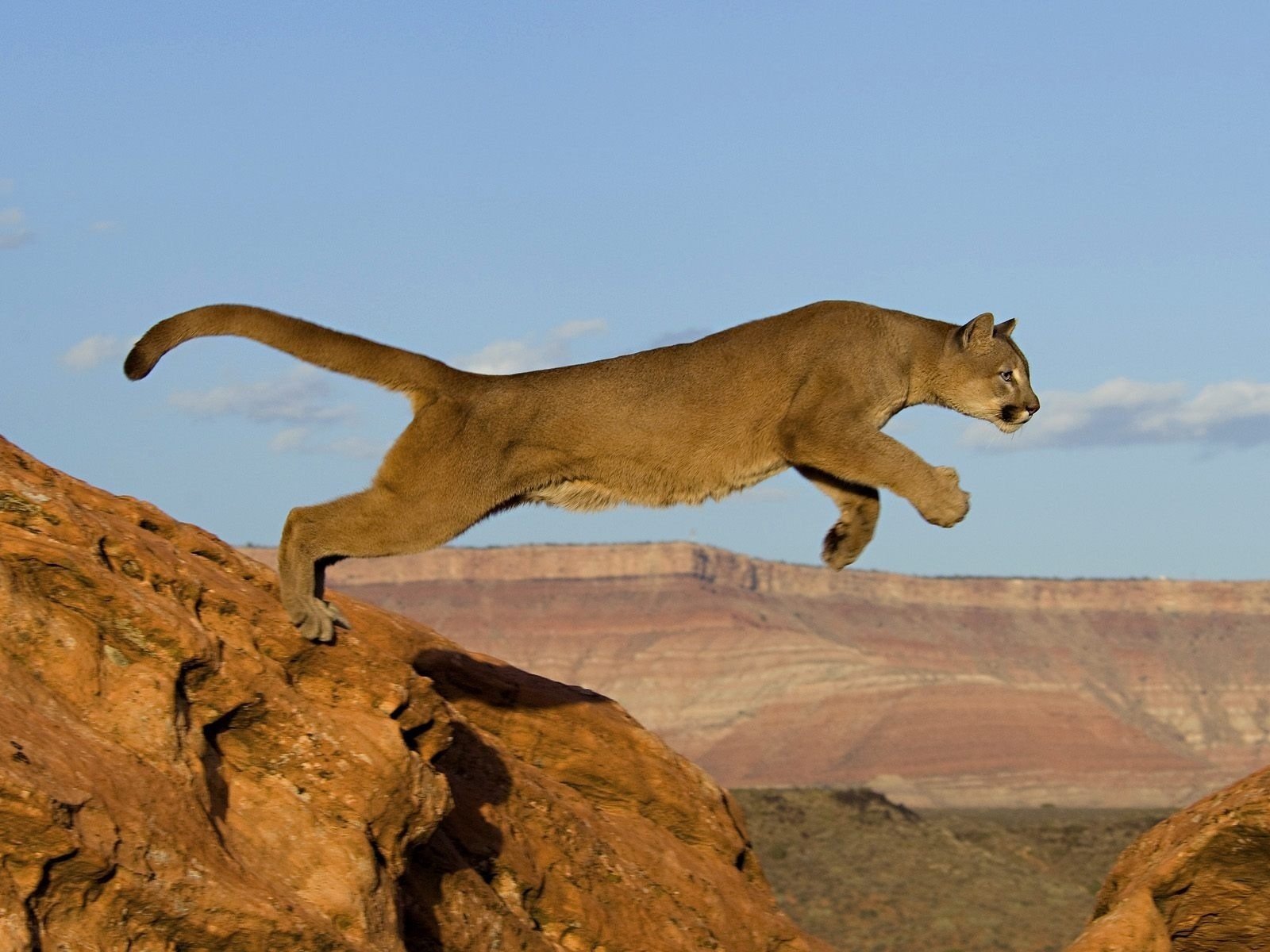 puma katze sprung raubtier afrika felsen tiere katze