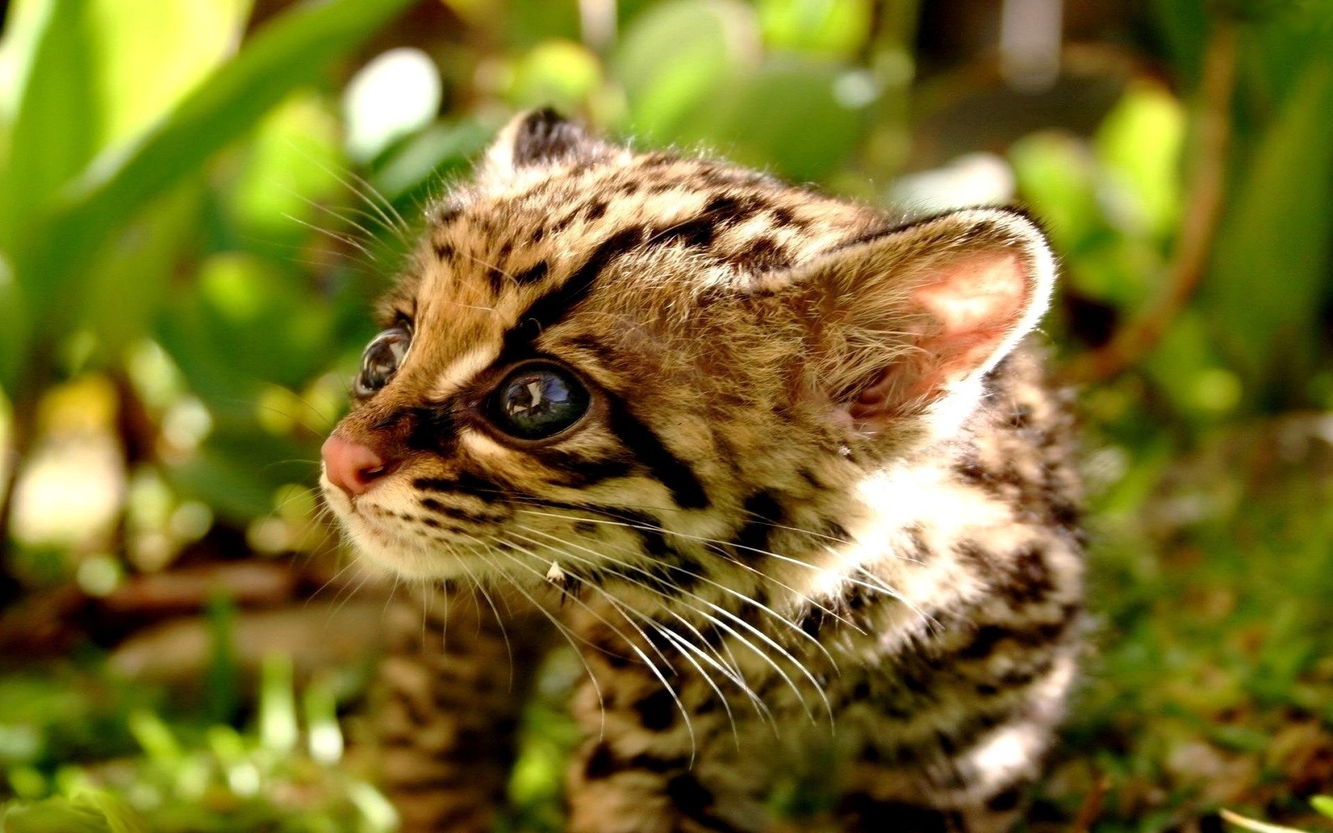 cheetah kitty close-up focus animals cat eyes look