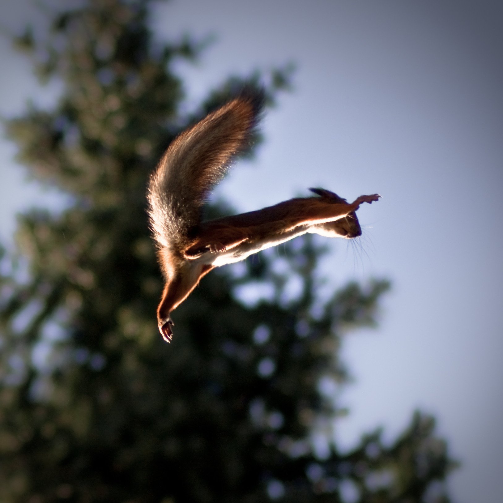 quirrel scoiattolo volo salto sfondo coda cielo albero velocità