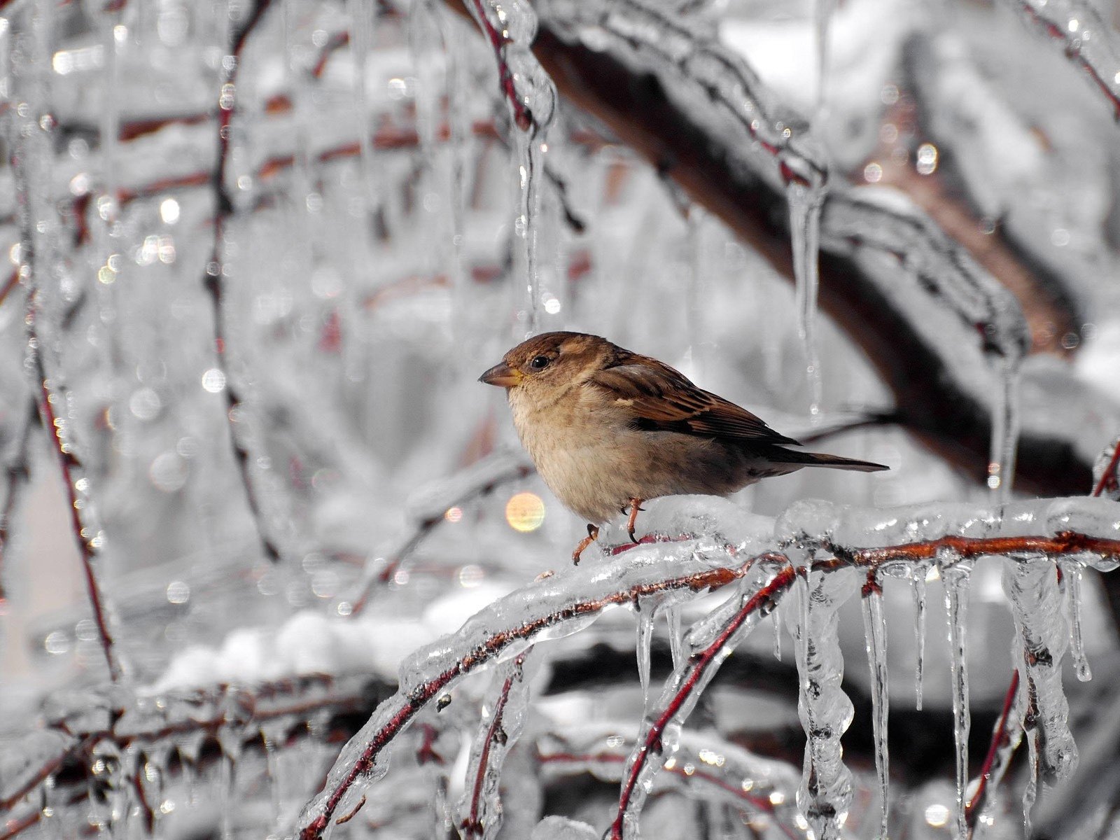 inverno halod gelo ghiaccio ghiaccioli rami passero uccelli uccelli