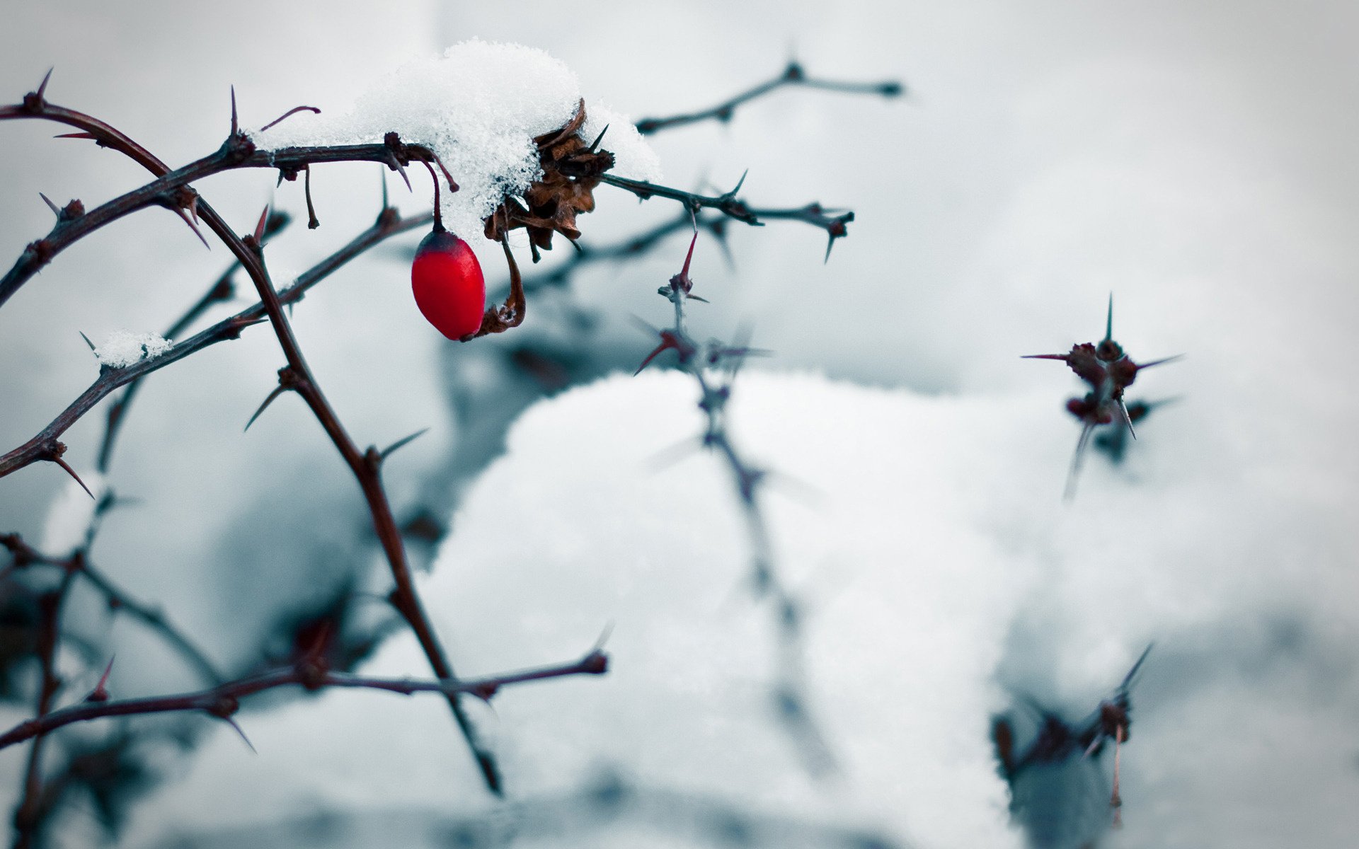 rami spine rosa canina neve bacca ghiaccio inverno