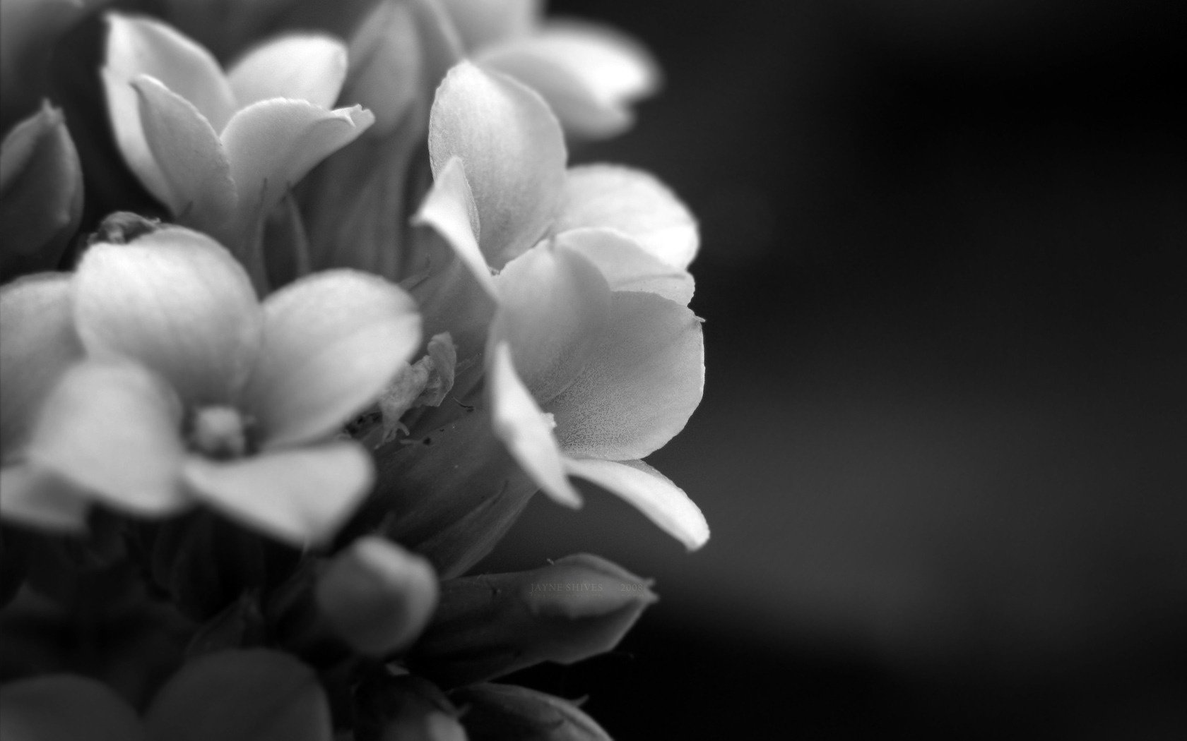 foto fiori sfondo macro pianta petali bianco e nero sfondo carta da parati