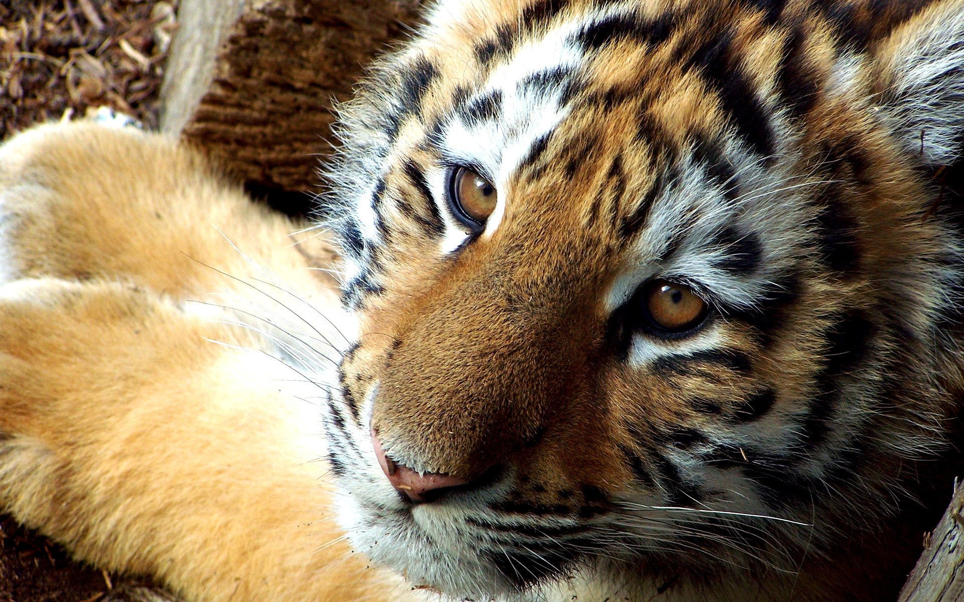 depredador tigre familia felina cachorro de tigre cabeza hocico ojos bigote color rayas animales vista