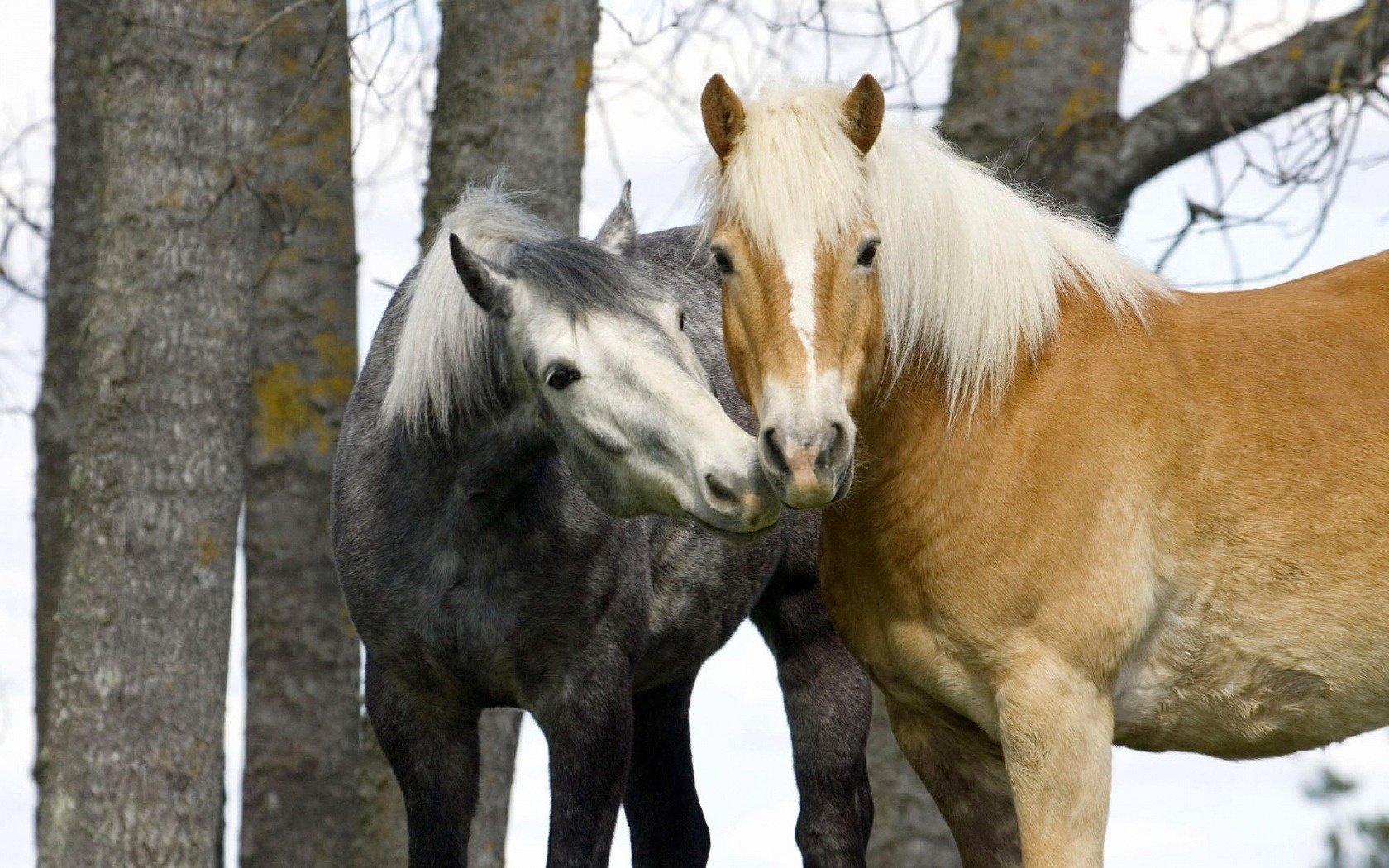 otoño caballo pareja ternura ungulados árboles gris sol