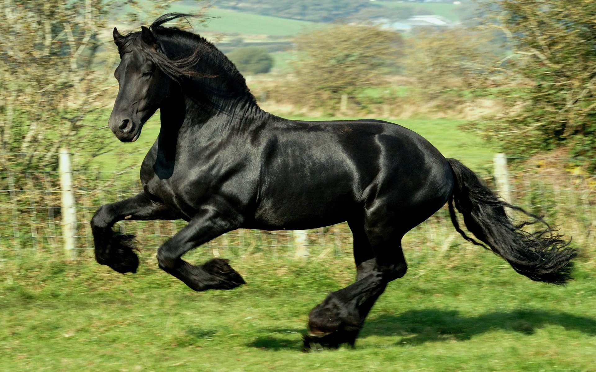 cheval noir frise galop saute ongulés vitesse terre fond corbeau