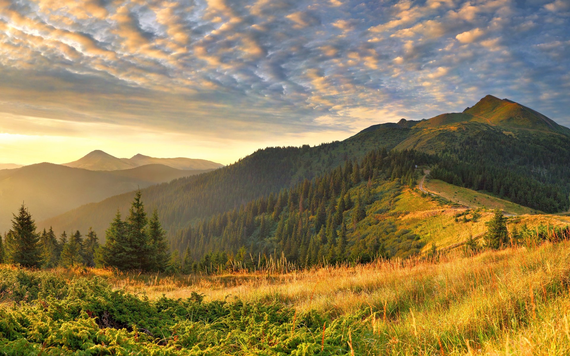 fond d écran large pour ordinateur de bureau widescreen wallpapers 2560x1600 paysages photo nature herbe collines lumière matin nuage nuages montagnes forêt épinettes sentier