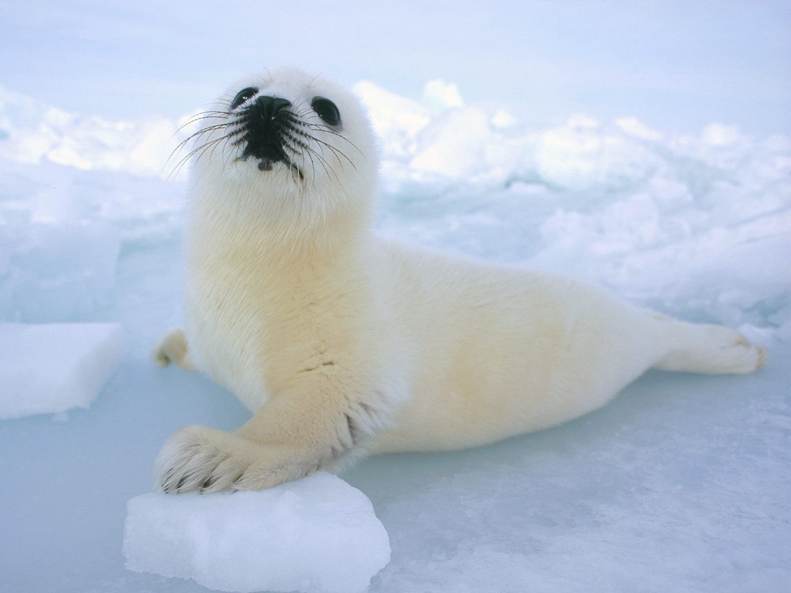 schnee eichhörnchen kind robbe tiere blick neugier schnurrbart eis amphibien