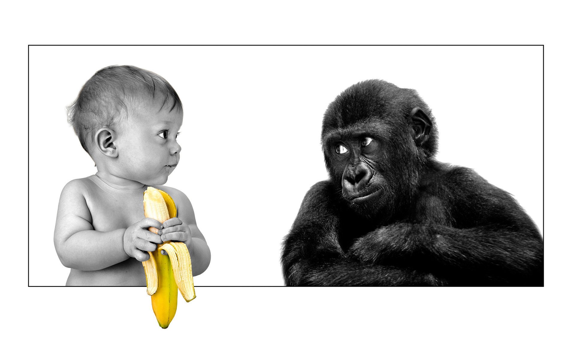 the person gorilla friendship farbige banane banana kind affe rahmen blick grinsen freundschaft tiere kinder