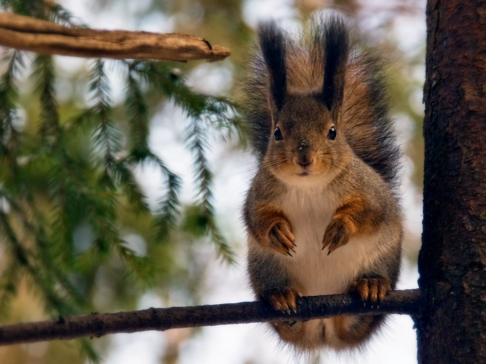 écureuil aiguilles forêt arbre nature branche sourire curiosité arrière-plan vue pattes noeud tronc