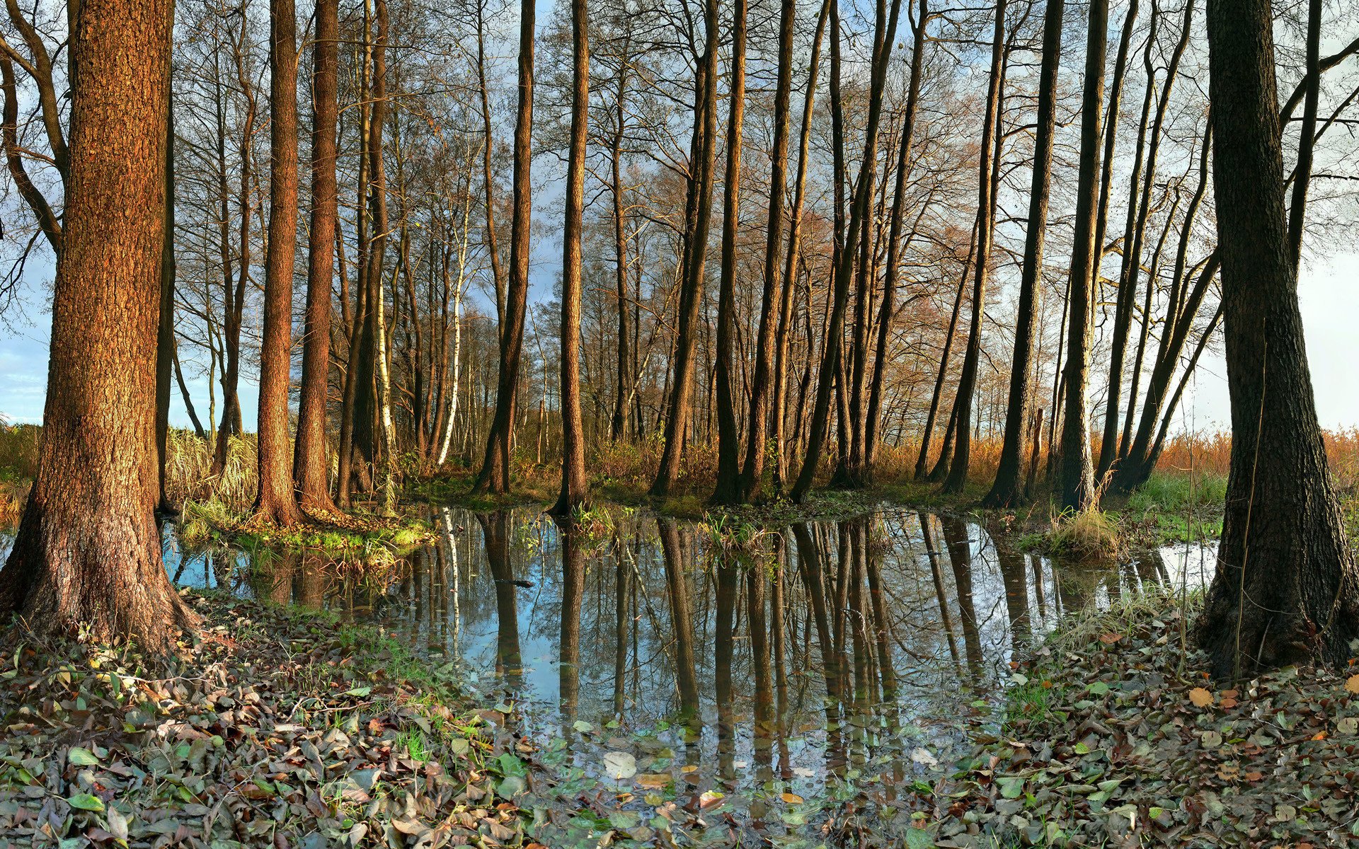 naturaleza alemania árboles agua foto otoño hojas follaje fondo de pantalla de otoño bosque reflexión troncos