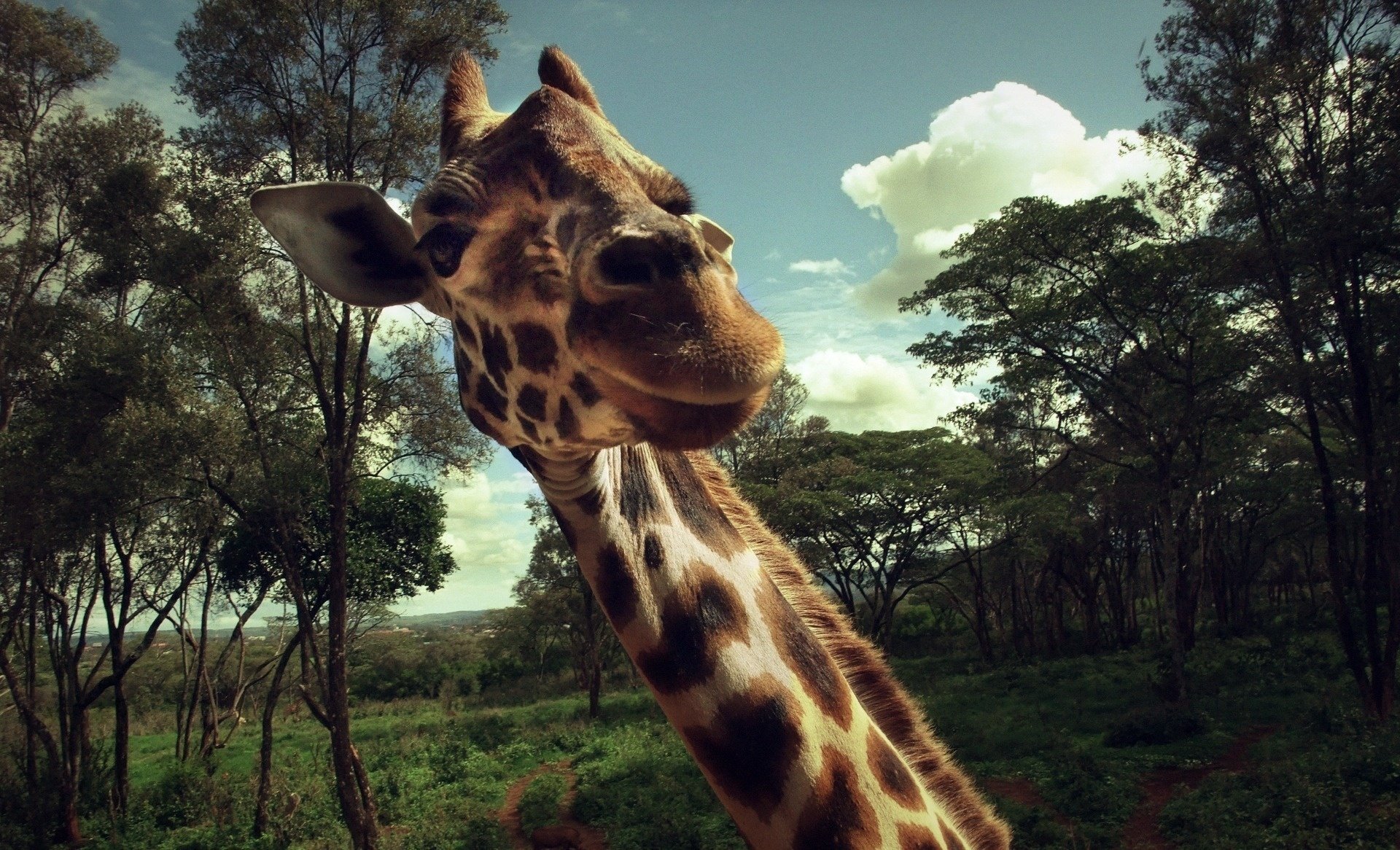 girafe surprise animal gros plan rencontre cou délice ongulés