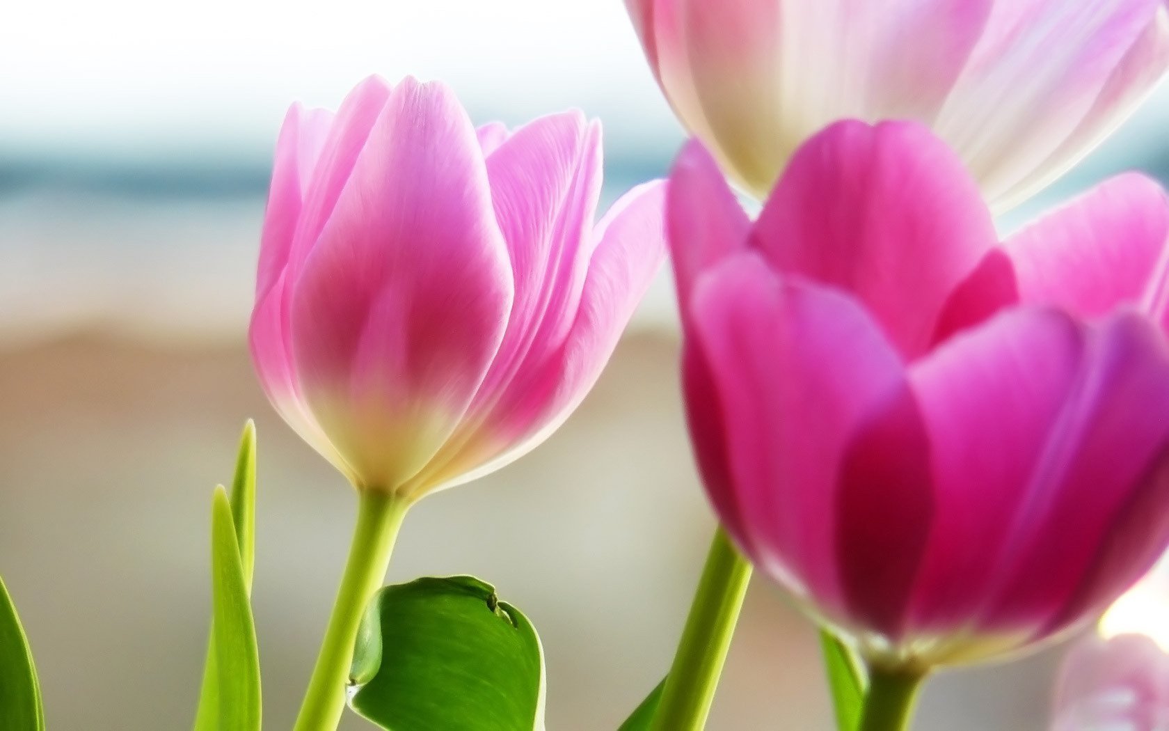 rosa blumen blütenblätter tulpen