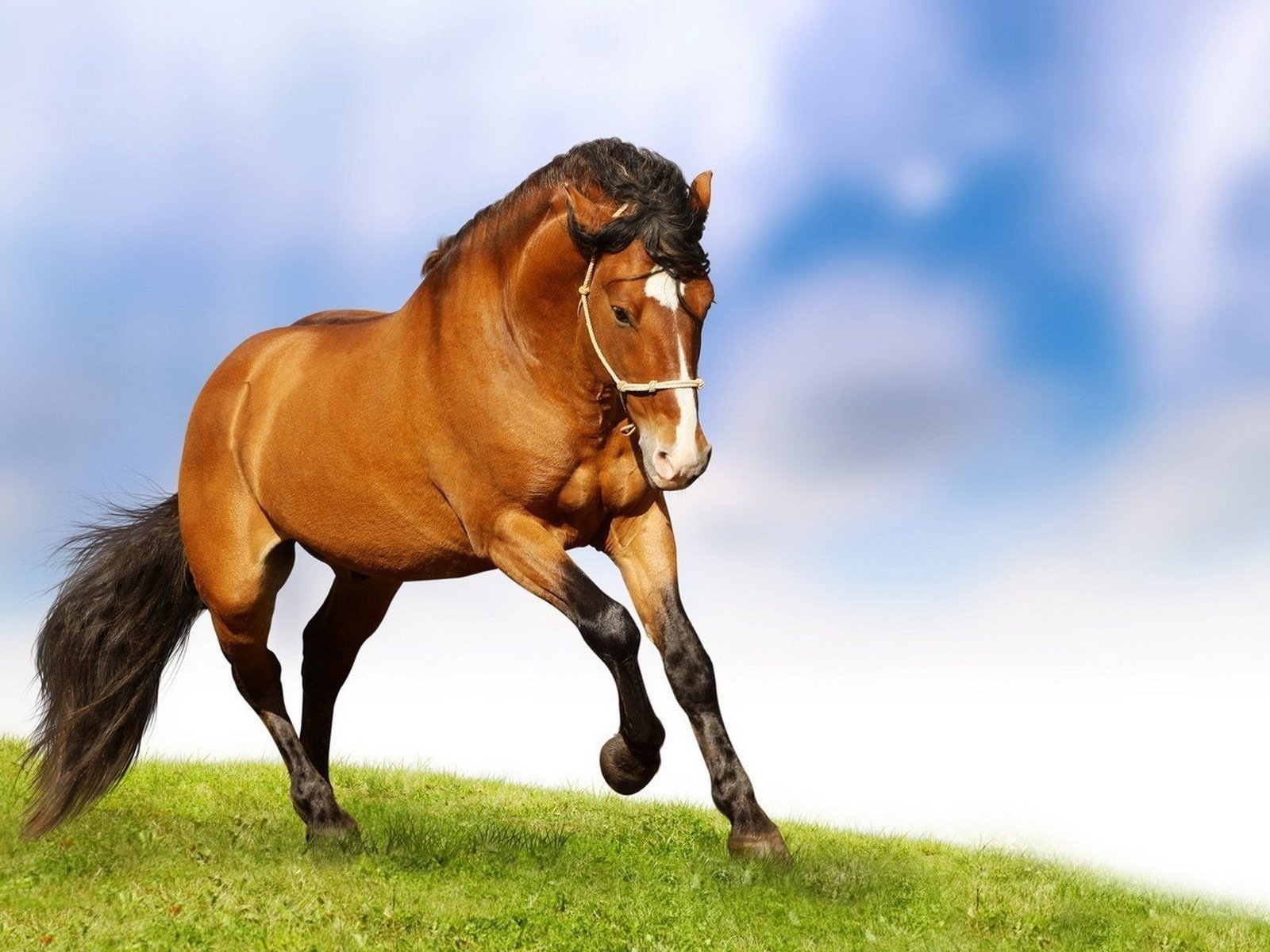 cheval galop herbe crinière queue ongulés vitesse terre ciel fond nuages nid