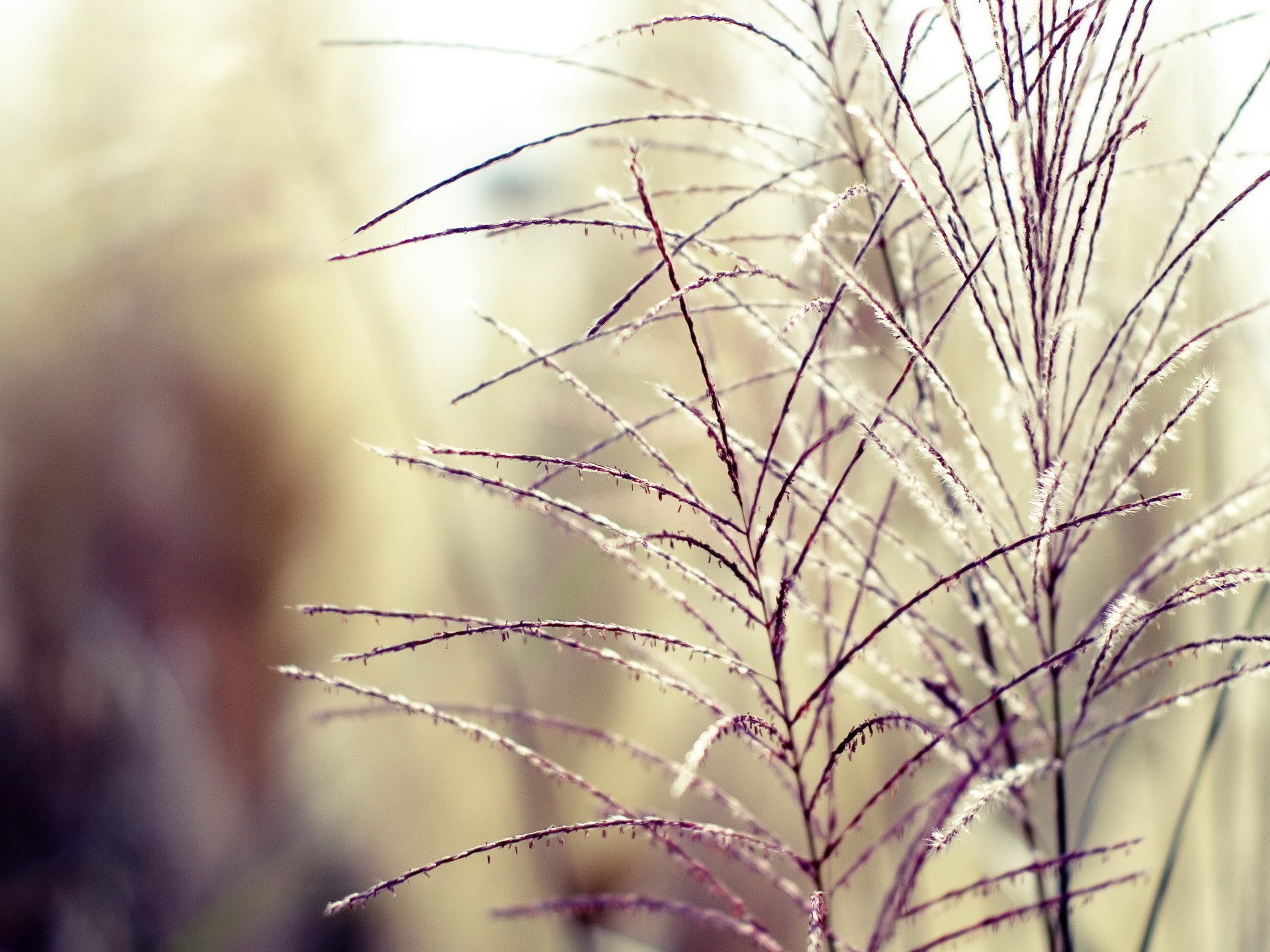 gras feld zärtlichkeit unschärfe