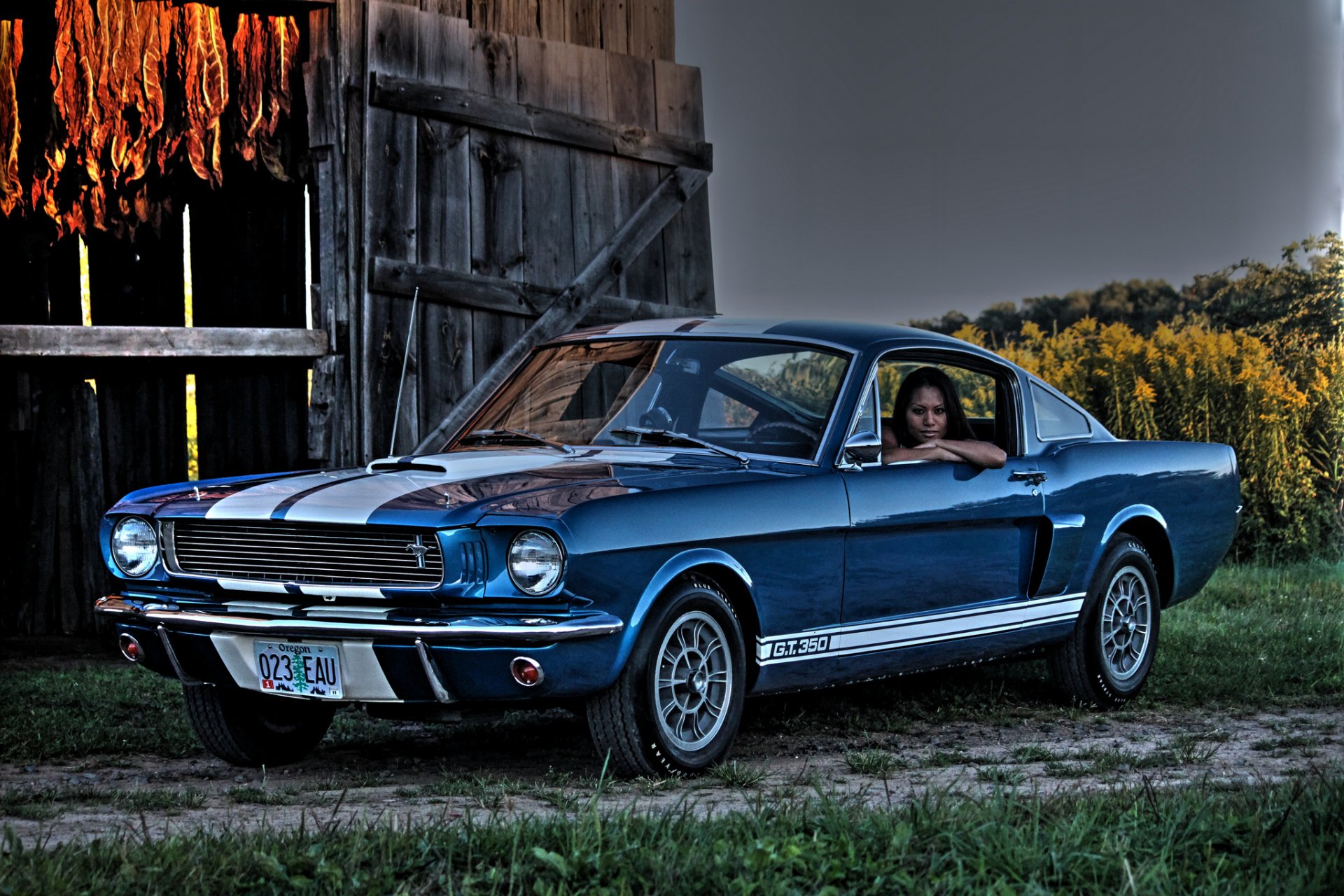 1966 ford mustang shelby gt350 coche del músculo coche del músculo