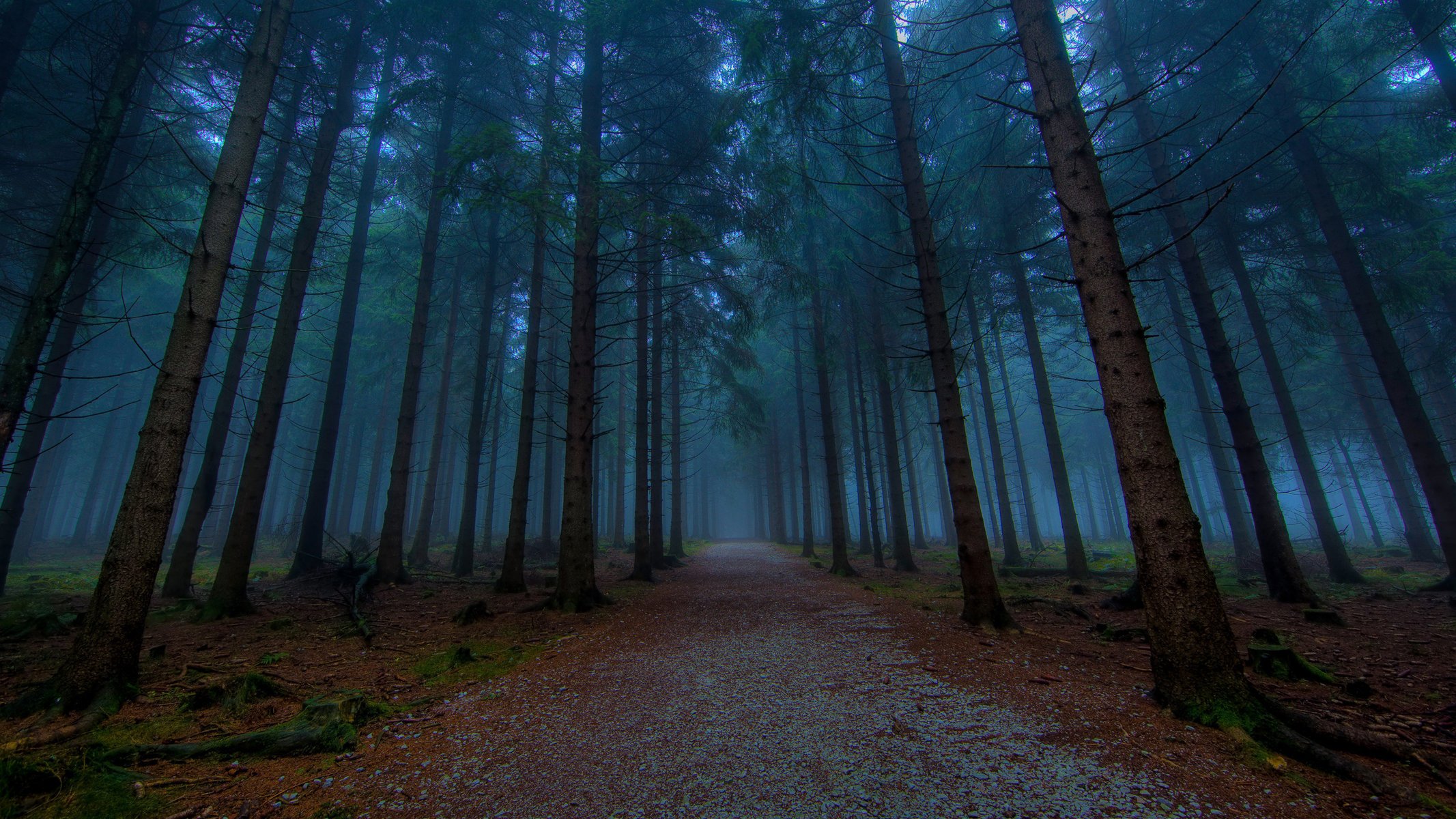 hd wallpapers naturaleza bosque árbol árboles hermosas fotos carretera caminos camino sendero senderos callejones callejón noche