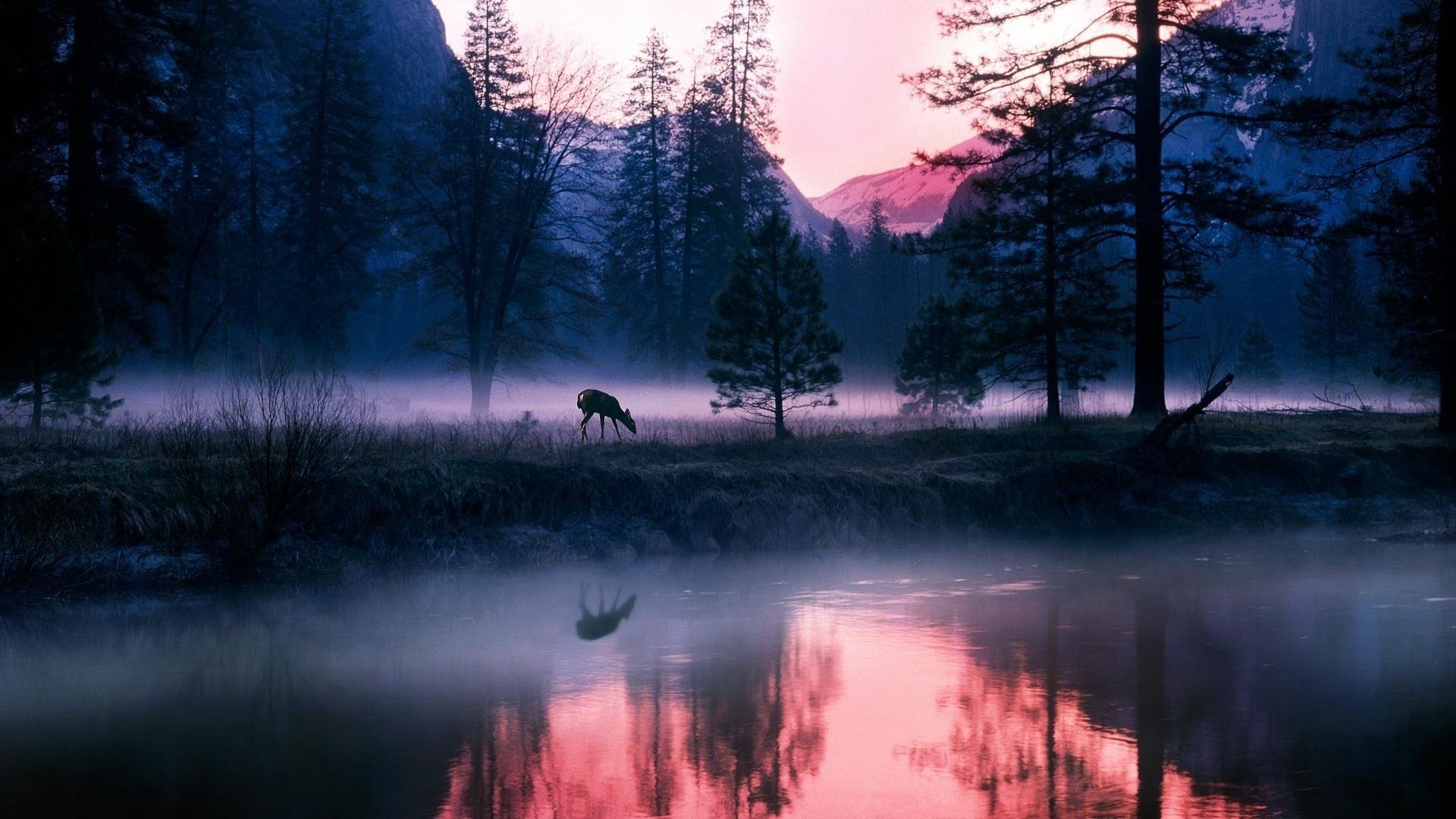 forest mountains fog lake deer dawn mountains reflection pasture animal river shore nature landscape morning water river fog tree