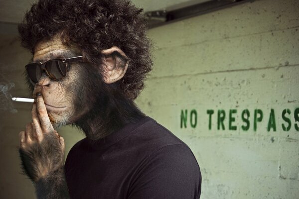 Smoking monkey with glasses