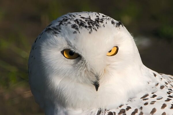 Le regard vif du hibou blanc