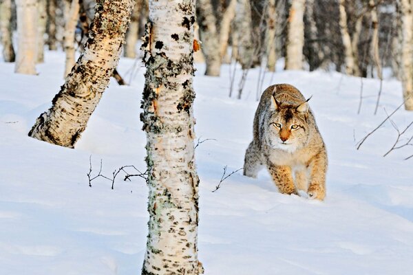 Wildkatze läuft unter Winterbirken