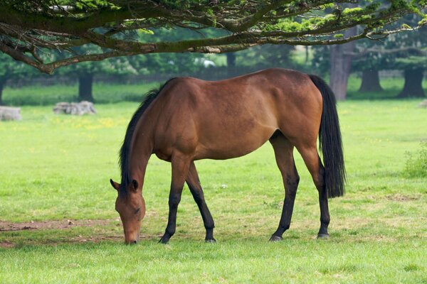 Cheval brun broutant dans le champ sous les branches des arbres