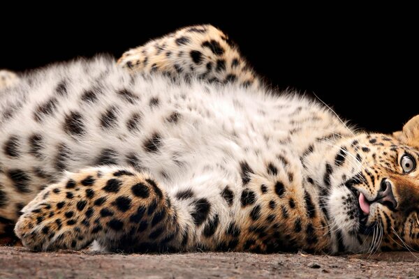 Der flauschige Leopard liegt mit seinem Bauch nach oben