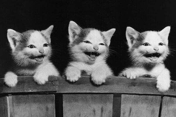 Black and white image of kittens behind a fence