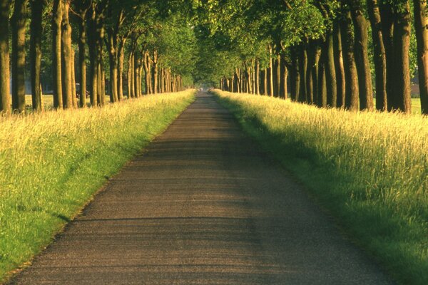 Gras am Straßenrand einer Waldallee